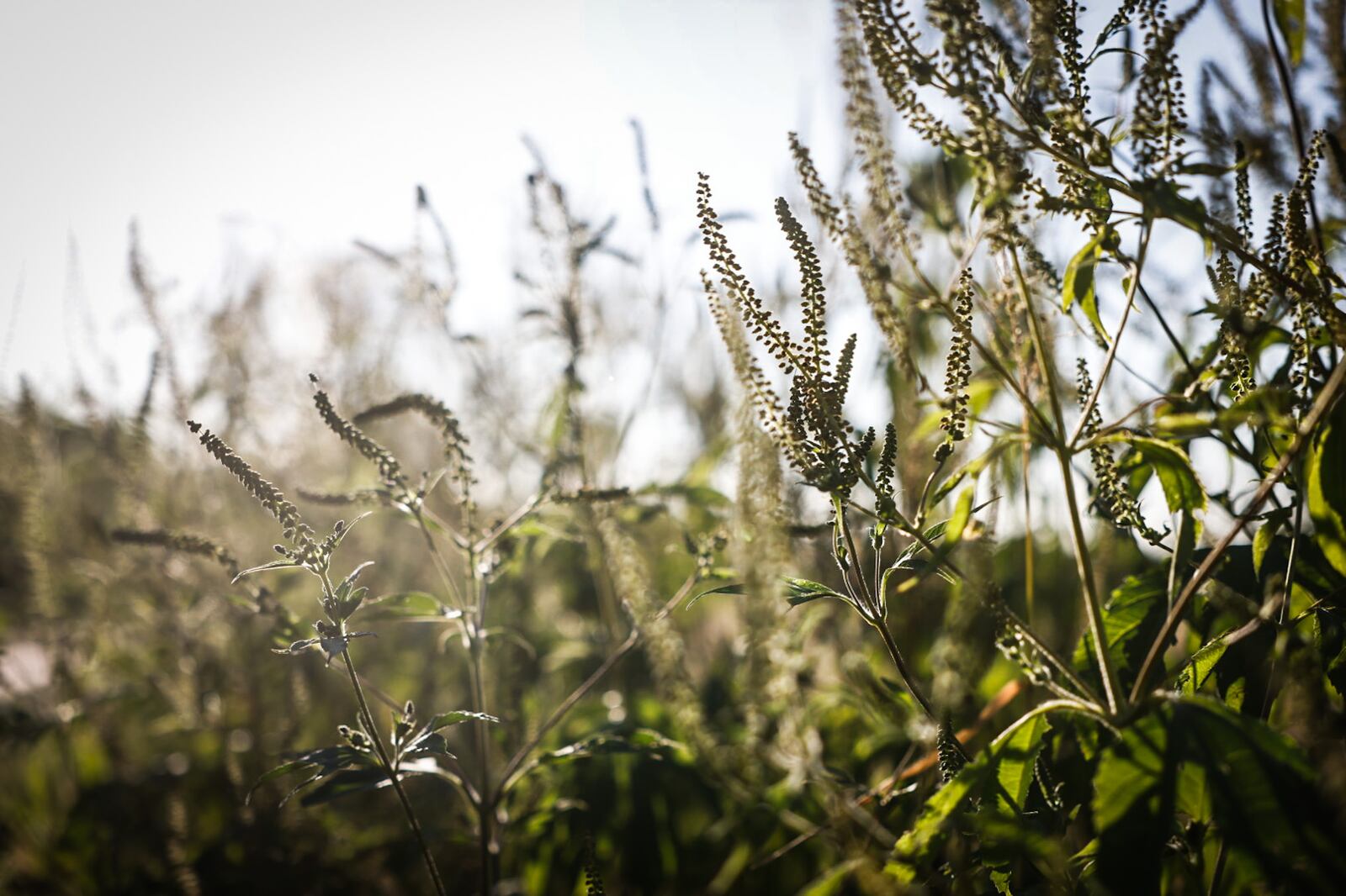 Weed pollen counts are "very high" right now, according to the Regional Air Pollution Control Agency. JIM NOELKER/STAFF