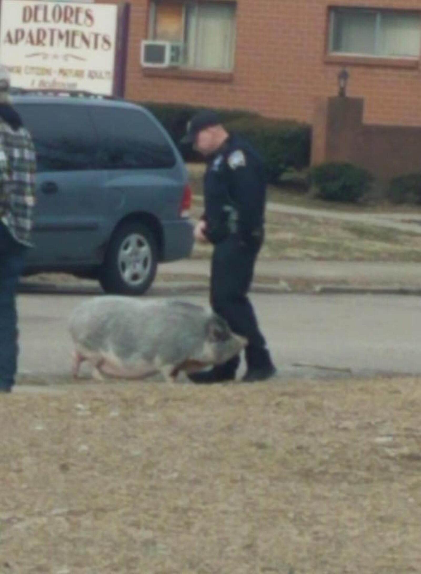 A wayward pig was captured today by Middletown police while running loose in the are of Casper and Leibee streets. Officer Dennis Jordan, who has some training with animals as a K9 officer, took the call.