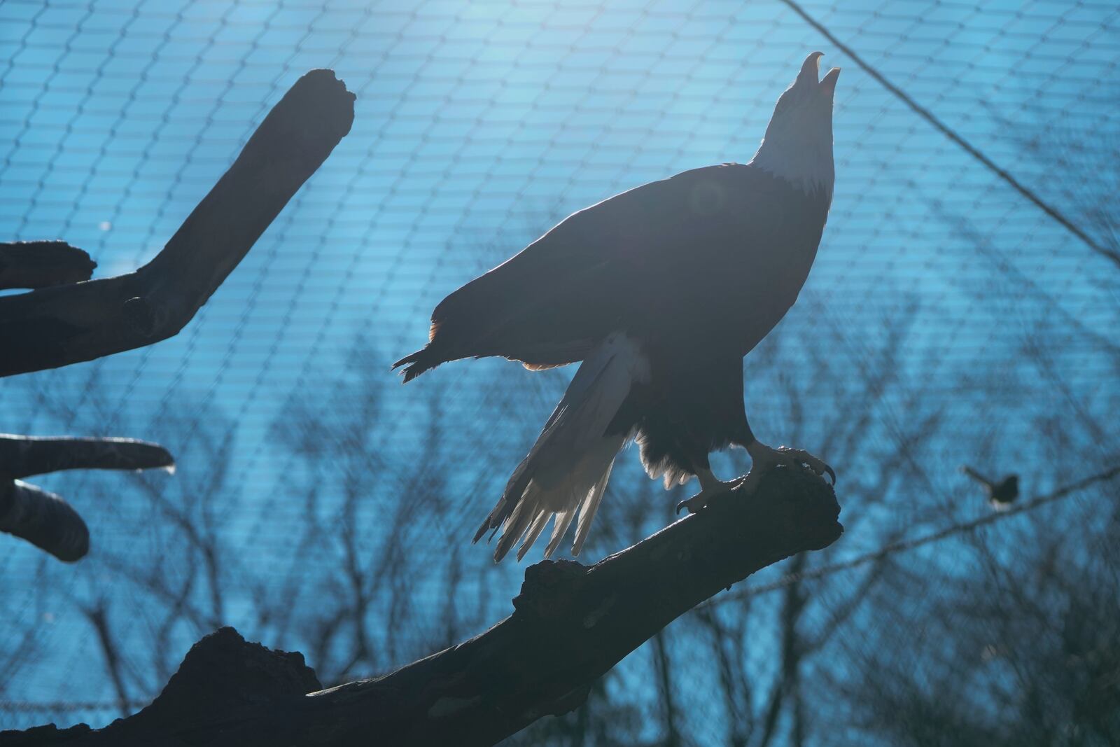 A bald eagle named Freedom perches on a branch at the Turtle Back Zoo in West Orange, N.J., Wednesday, Jan. 15, 2025. (AP Photo/Seth Wenig)