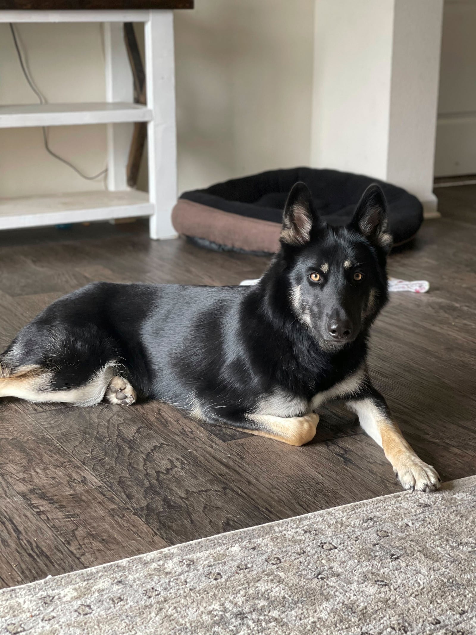 This photo provided by Brooke Comer on Friday, Dec. 27, 2024, shows Athena, a 4-year-old German shepherd and husky mix, who returned home to her Florida family in the middle of the night on Christmas Eve 2024 by ringing the doorbell, ending a more than weeklong mass search among her community. (Brooke Comer via AP)