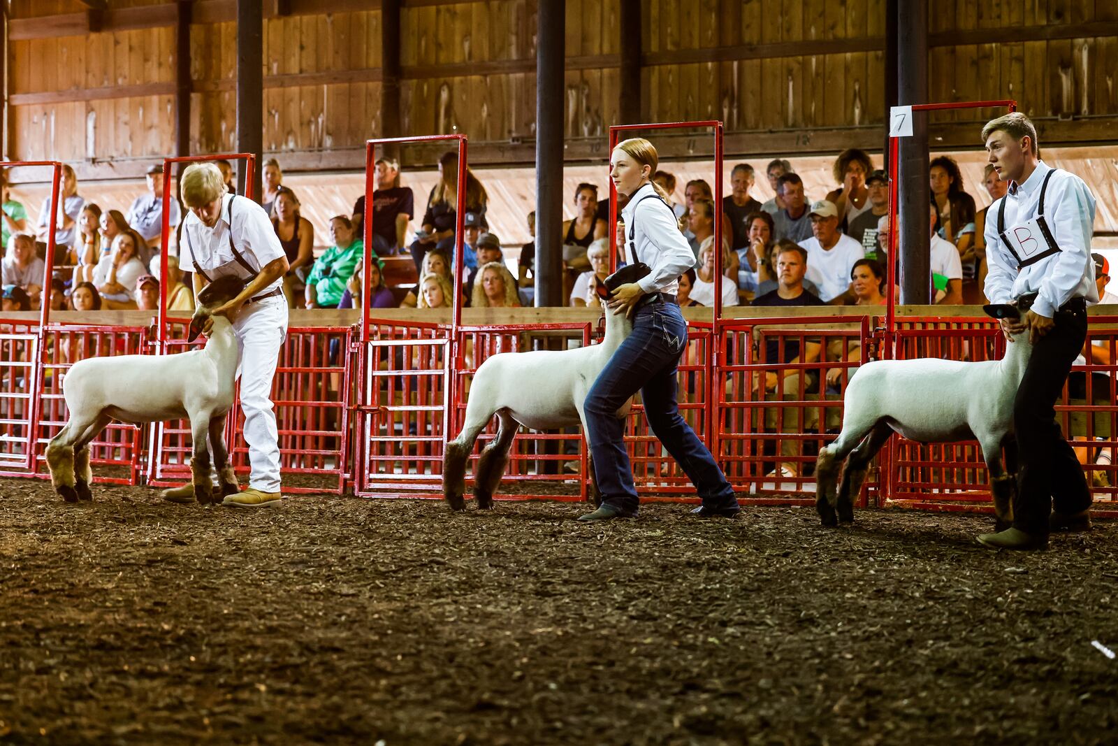 The Showman of Showmen competition ended the animal shows at the Butler County Fair Friday, July 30, 2021 in Hamilton. NICK GRAHAM / STAFF