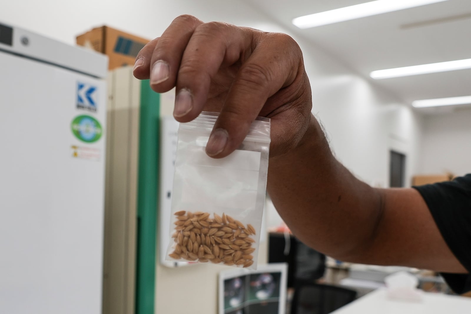 A manager at Saitama's Agricultural Technology Research Centre holds seeds of "Sai no Kizuna," heat-resistant rice variety developed at the center in Kumagaya, Japan on Sept. 26, 2024. (AP Photo/Ayaka McGill)