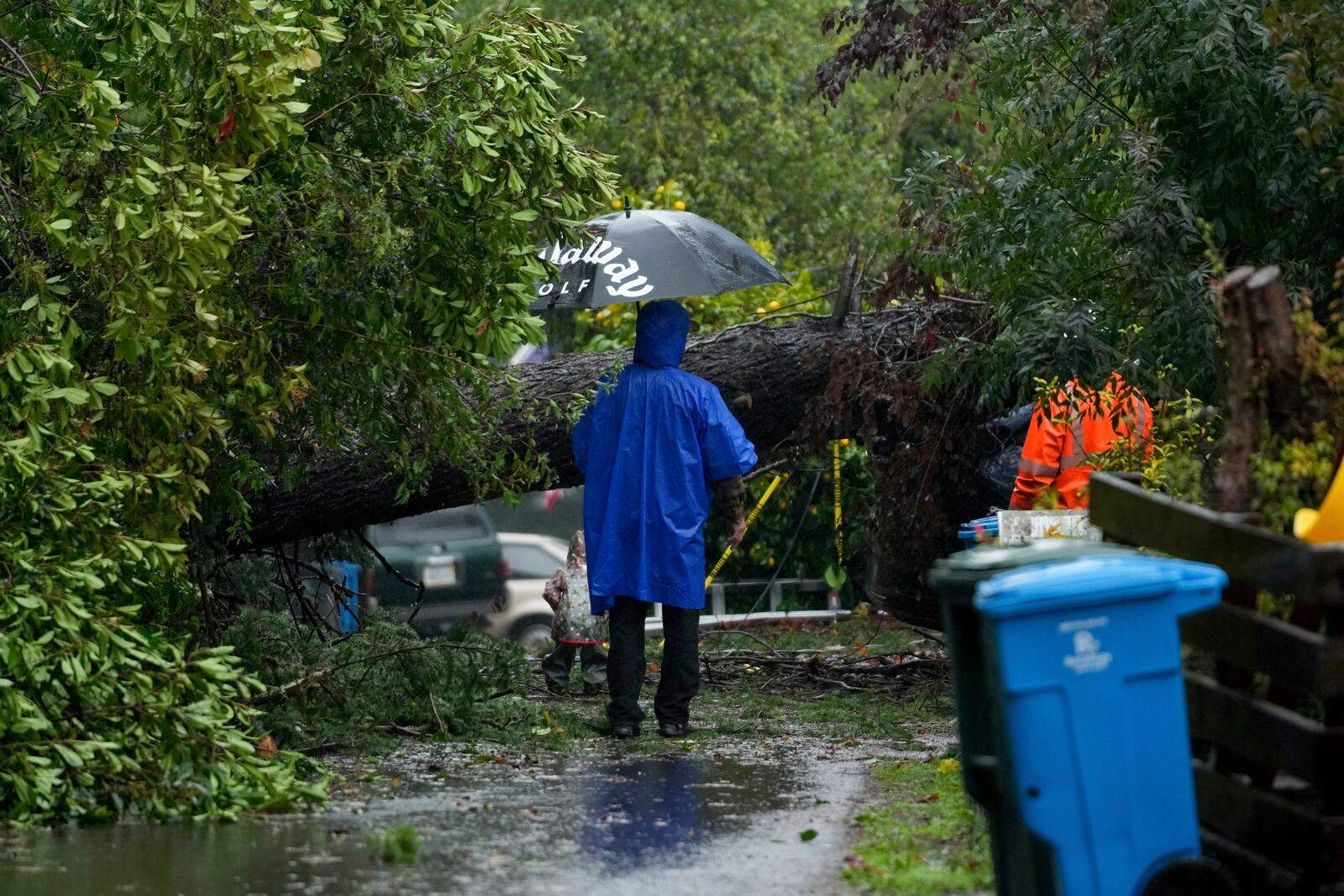 A person is blocked by a downed tree during a storm, Thursday, Nov. 21, 2024, in Forestville, Calif. (AP Photo/Godofredo A. Vásquez)