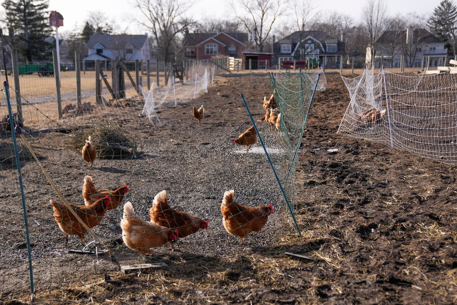 Red Star hens, a hybrid breed that lays large brown eggs, walk around outside their coop at Historic Wagner Farm, Friday, Feb. 7, 2025, in Glenview, Ill. (AP Photo/Erin Hooley)