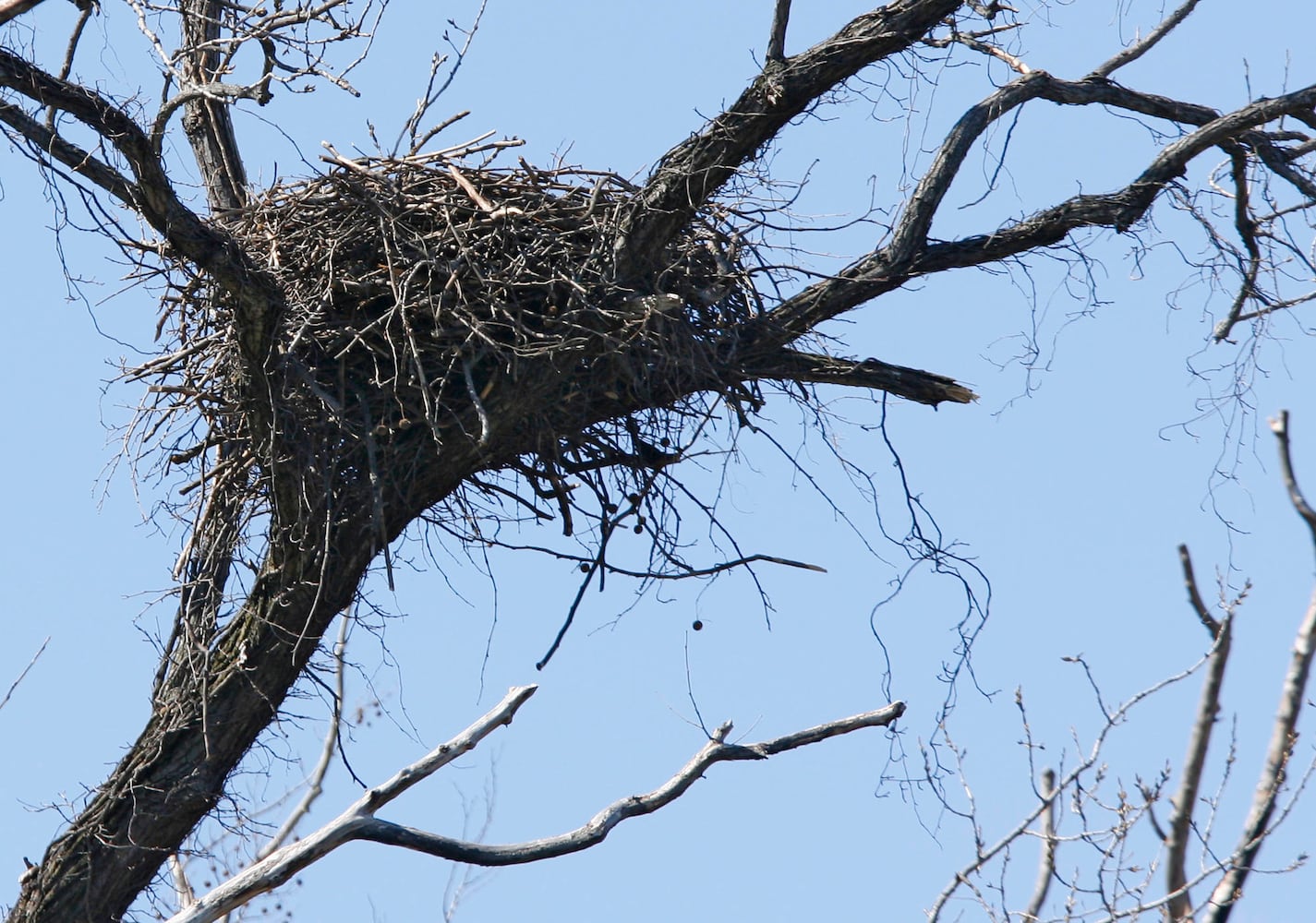 Bald Eagles in Butler County