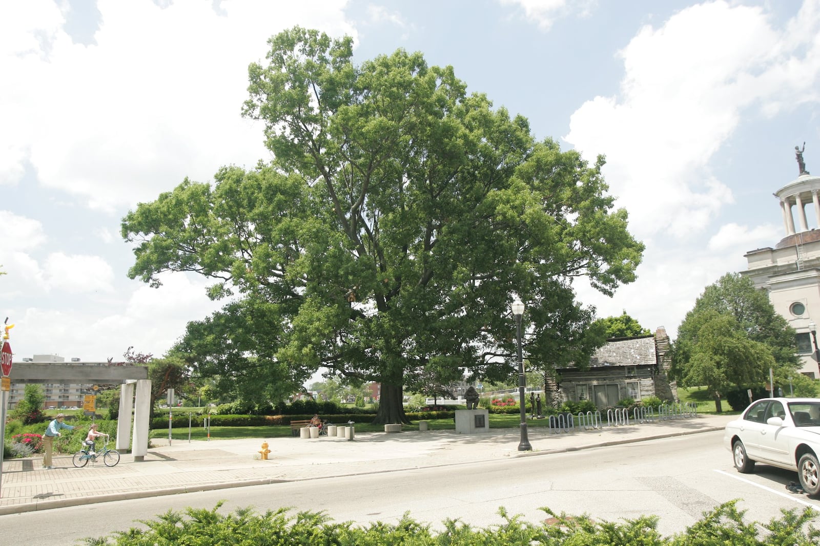 This oak tree, which stood between the Fitton Center and the Hamilton Monument on Monument Avenue, was cut down last July because it was unstable. Its base is being carved into a sculptural bench. 