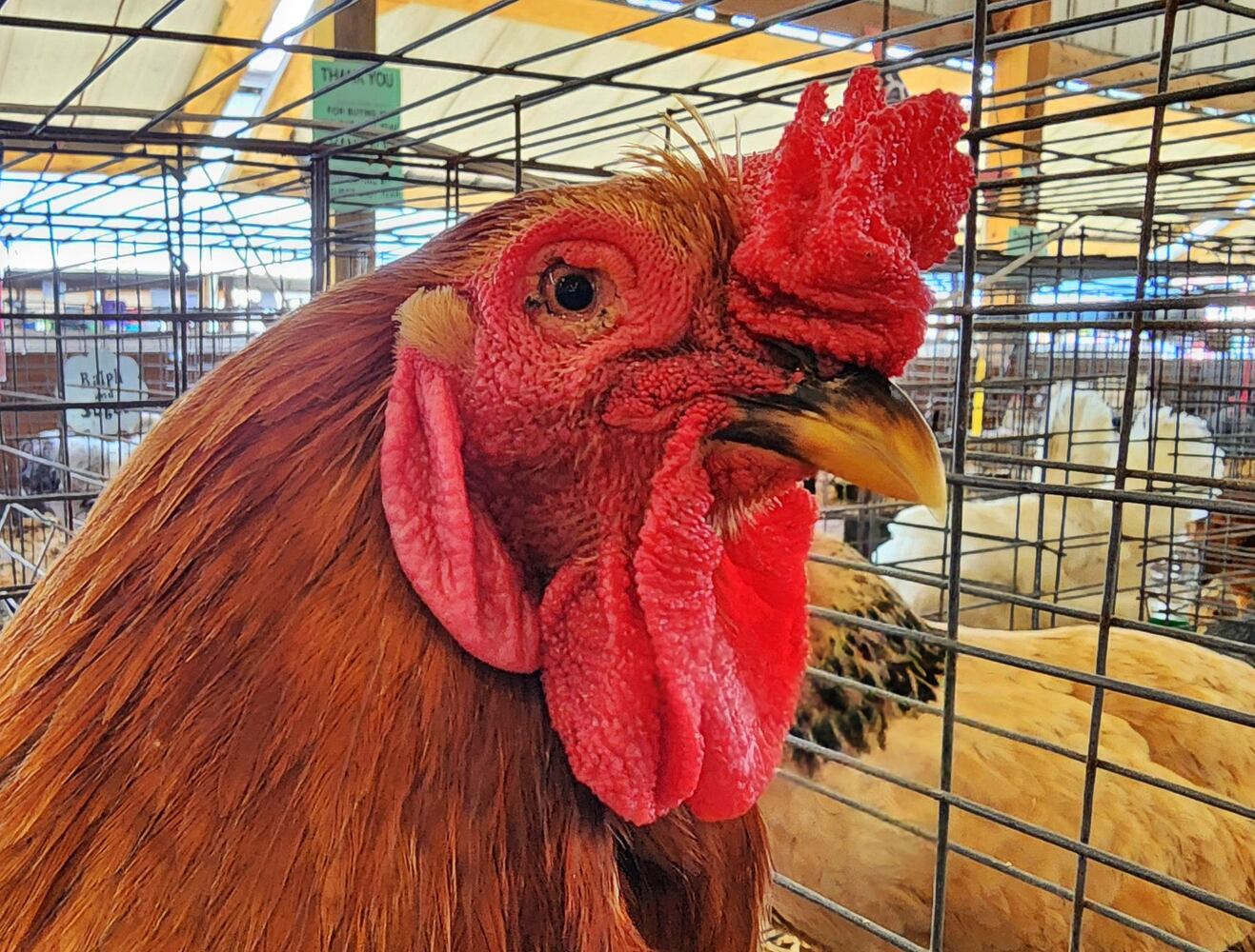 072424 Butler County Fair