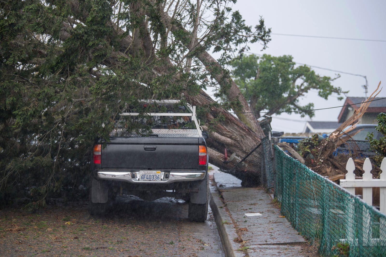 A truck is damaged after a large tree fell across a street in Seaside, Calif., Saturday, Dec. 14, 2024. (AP Photo/Nic Coury)