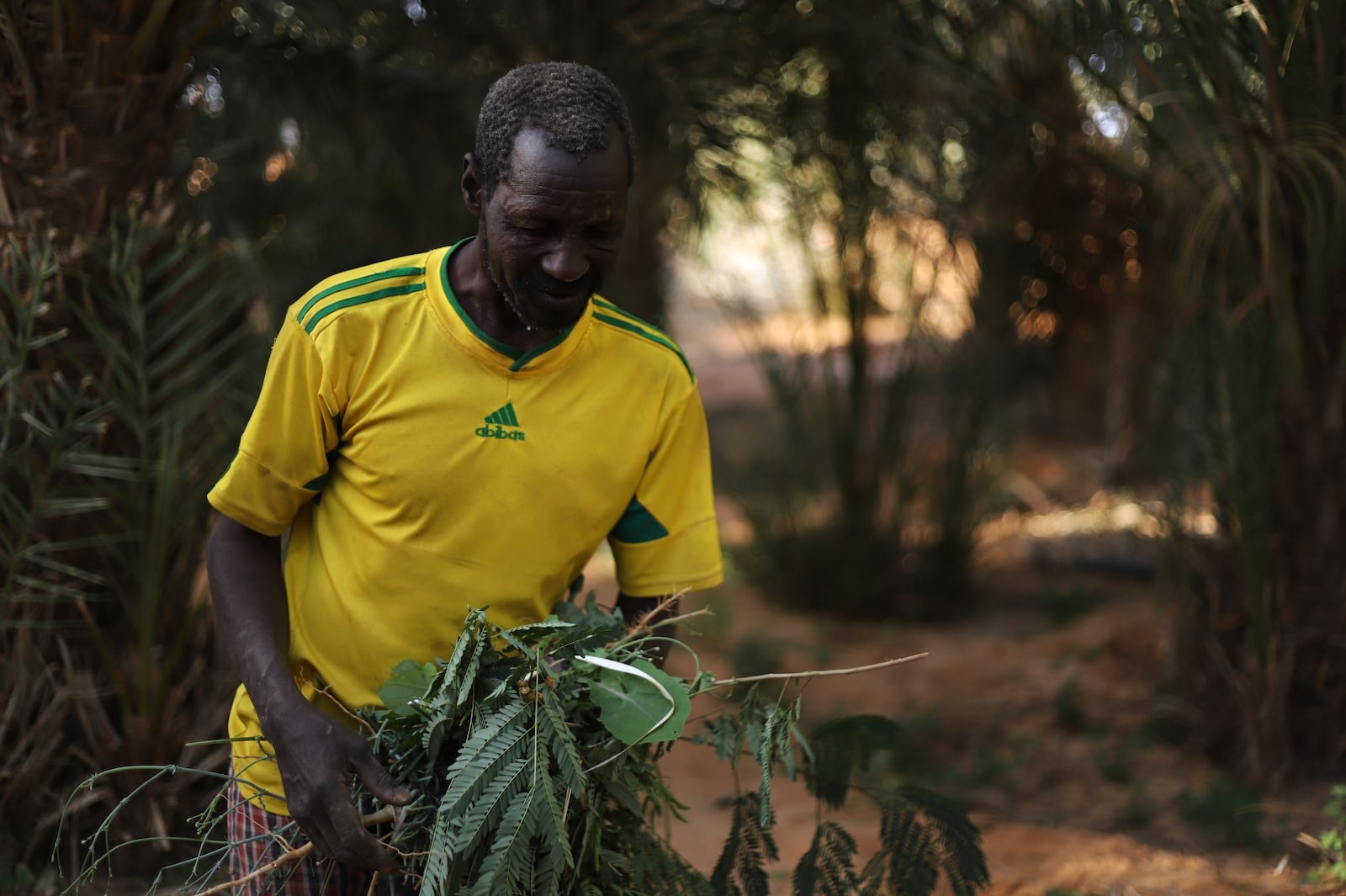 Farmer Med Mahmoud works in his palm tree farm in Chinguetti, Mauritania on Feb. 4, 2025. (AP Photo/Khaled Moulay)