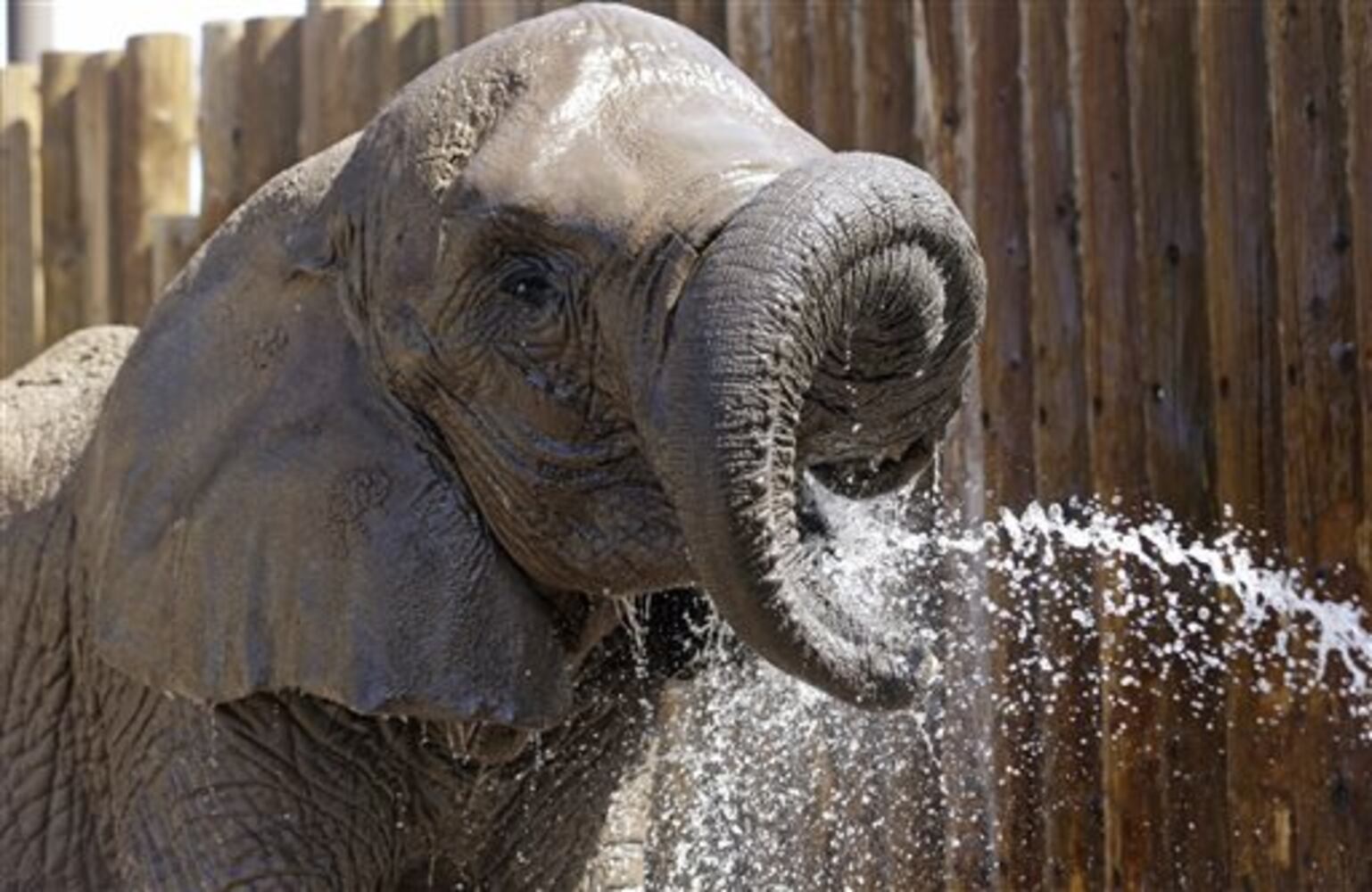 Beating the heat at the zoo