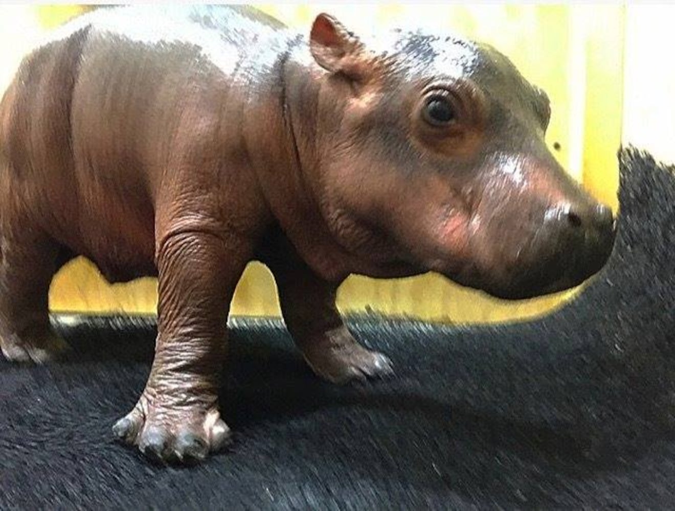 Fiona the hippo