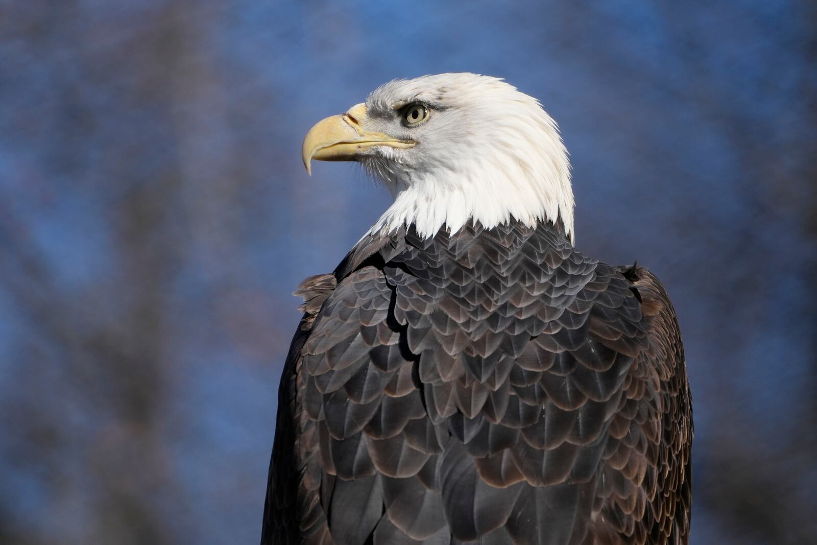 A bald eagle named Freedom perches on a branch at the Turtle Back Zoo in West Orange, N.J., Wednesday, Jan. 15, 2025. (AP Photo/Seth Wenig)