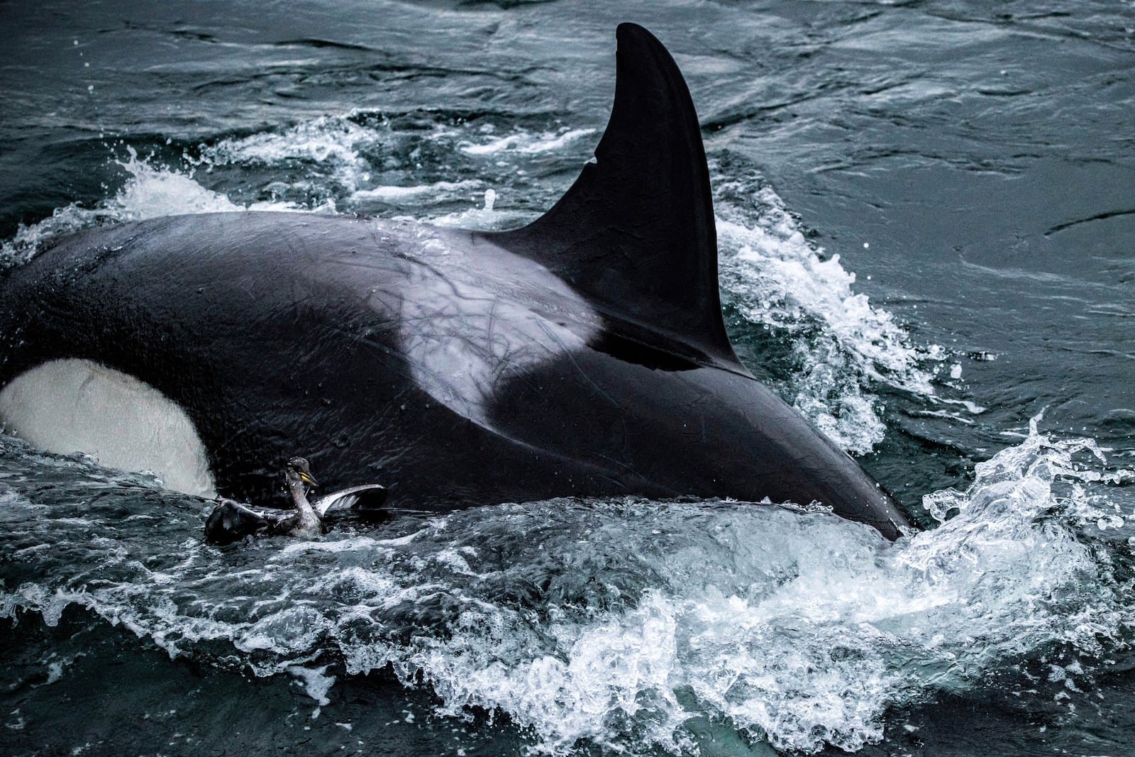 A killer whale swims next to a grebe in the waters just off Seattle on Sunday, March 3, 2025, moments before the bird was taken under water. The orca was part of pod of Bigg's killer whales that visited Elliott Bay and amazed onlookers. (Kersti Muul via AP)