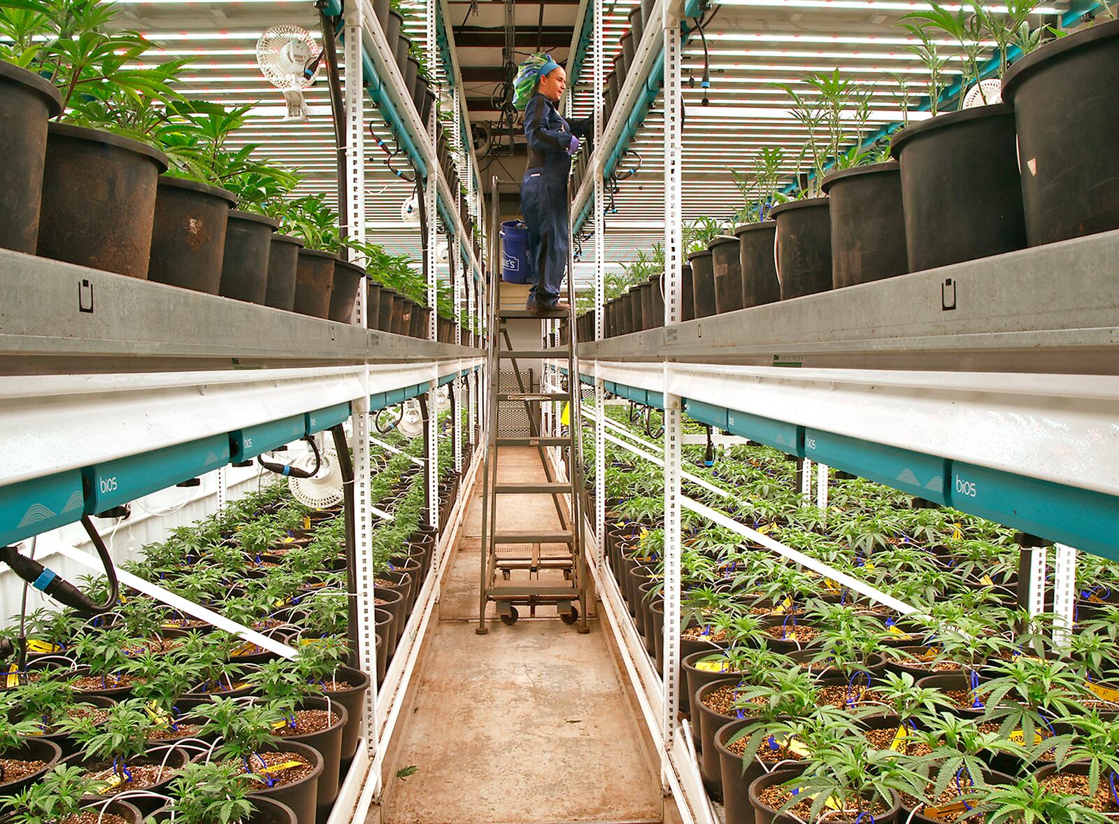 Pure Ohio Wellness employee Korinne Kirkmeyer tends to the cannabis plants growing in their cultivation facility in Clark County Monday, Dec. 4, 2023. BILL LACKEY/STAFF