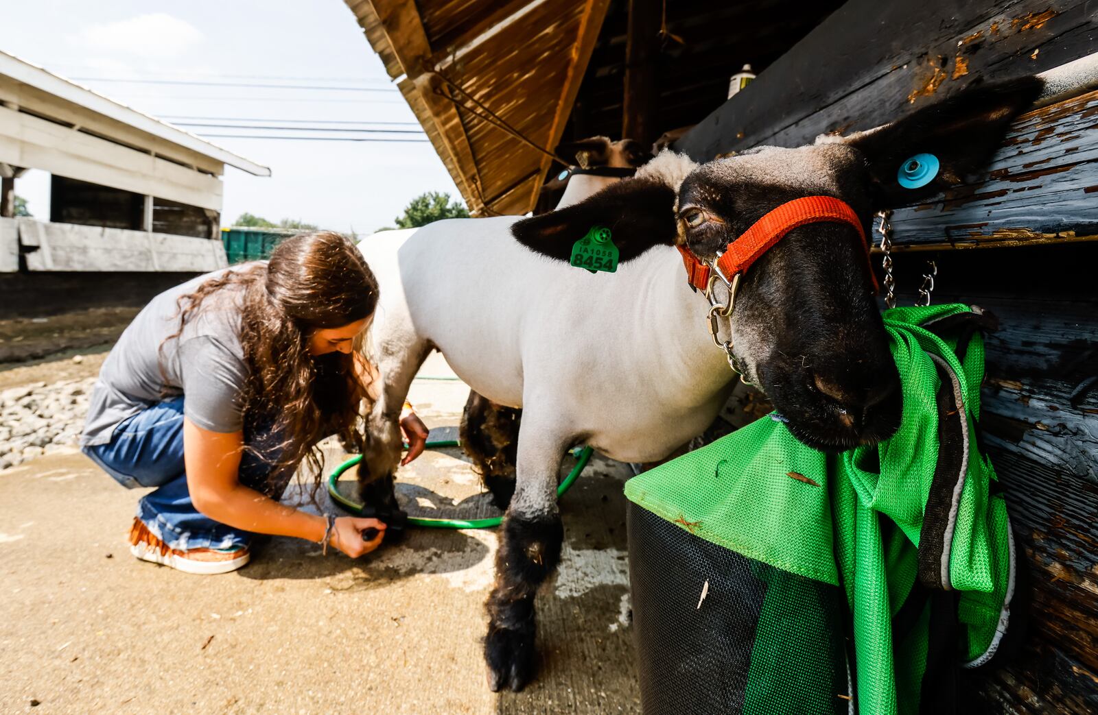 Kenzie Huston, 17, cleans up her lambs, Bubbles and Julian, at the Butler County Fair Friday, July 30, 2021, in Hamilton.  NICK GRAHAM / STAFF