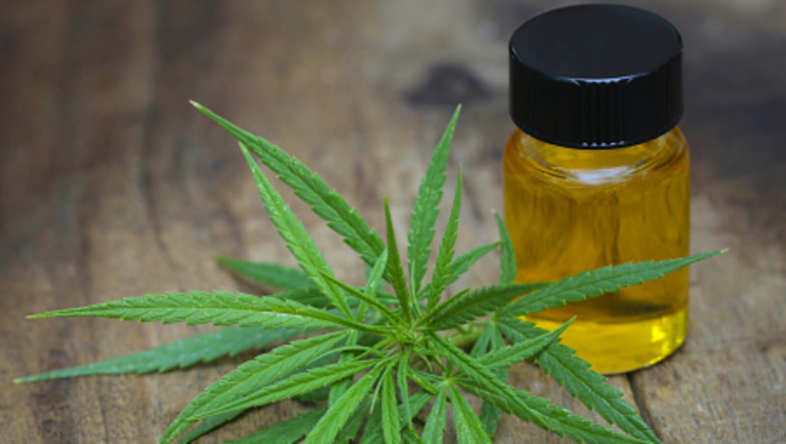 Green leaves of medicinal cannabis with extract oil