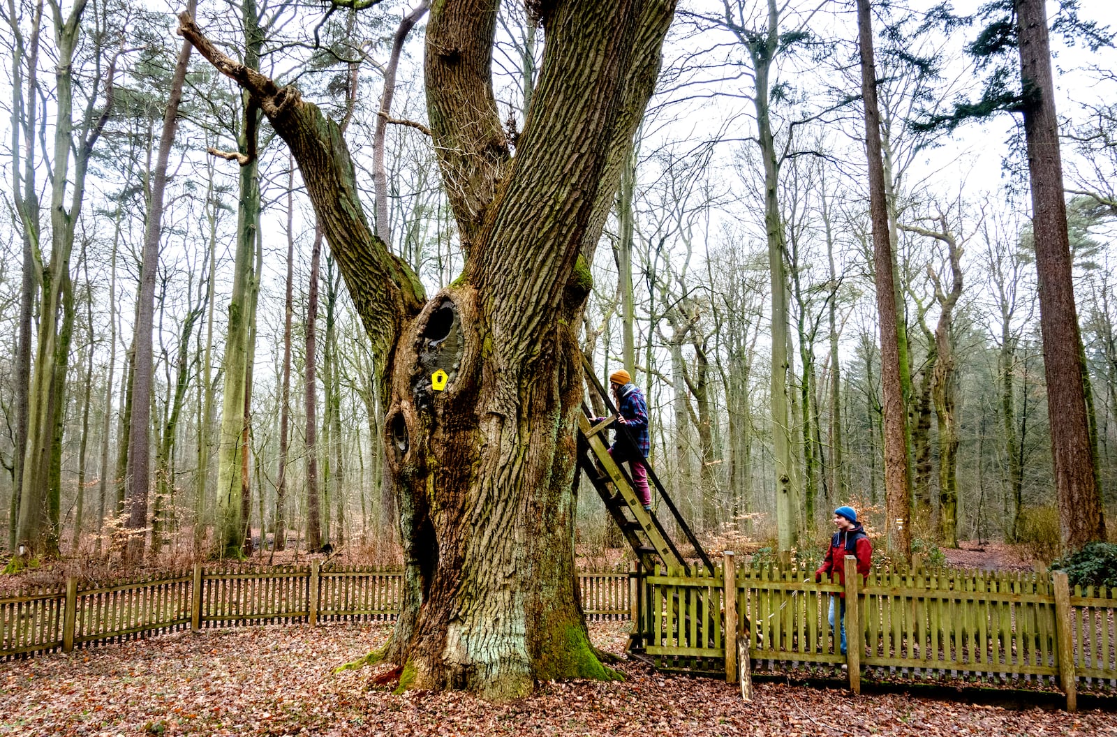 Passers by look at the Bridegroom's Oak which has a famous knothole that has been used as a mailbox since 1892, in Dodau forest, near Eutin, northern Germany, Saturday, March 1, 2025. (AP Photo/Michael Probst)