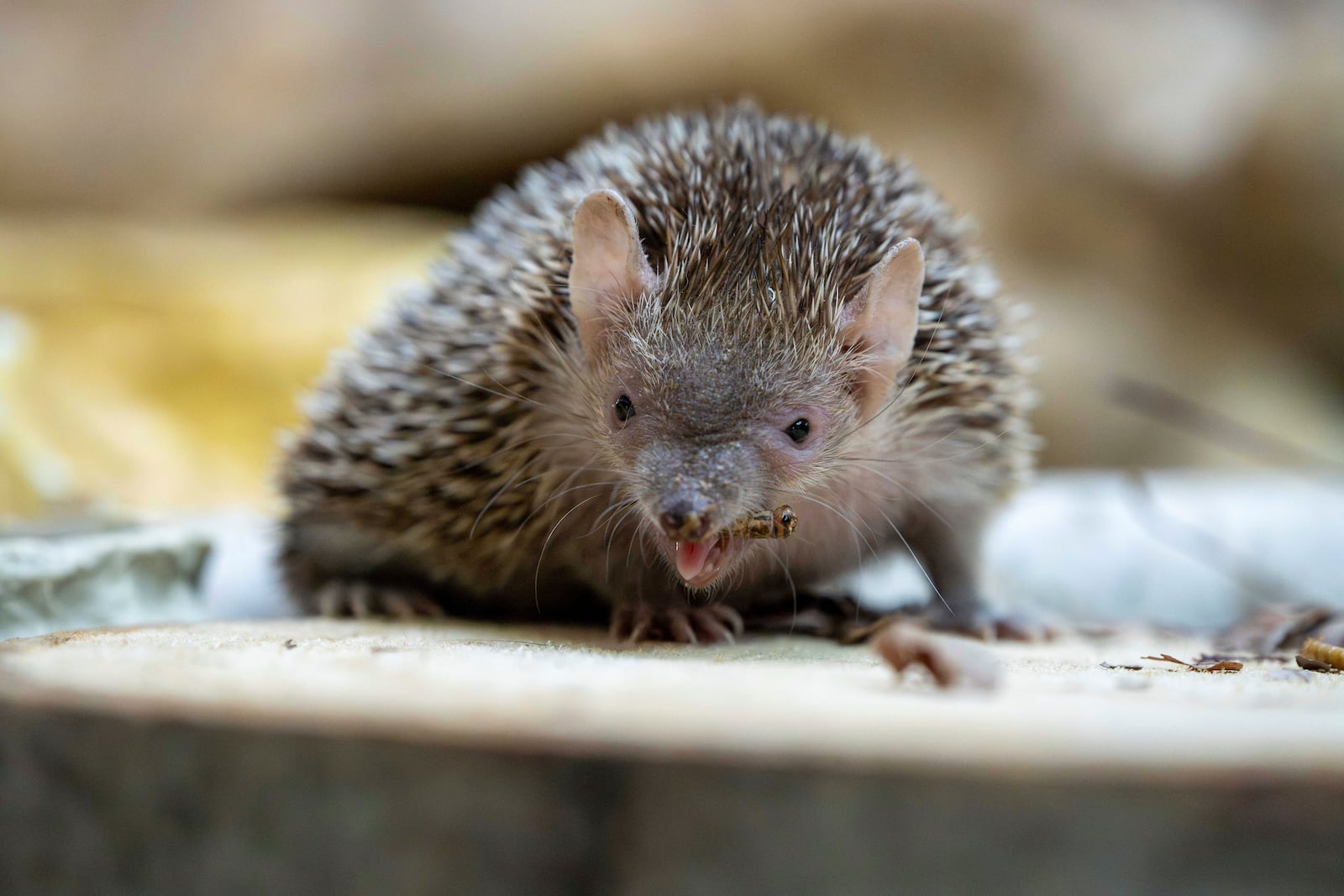 A hedgehog is shown May 17, 2024, eating a bug at the Minnesota Zoo in Apple Valley, Minnesota. (Minnesota Zoo via AP)