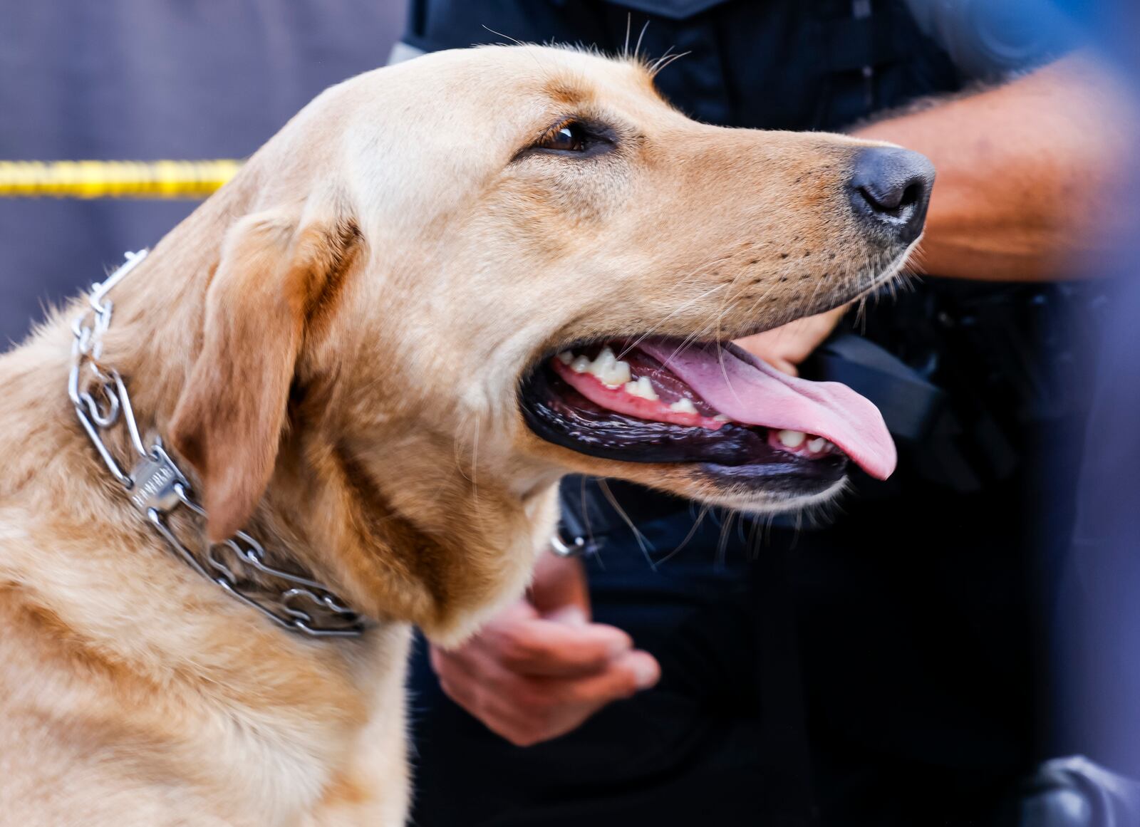 Hamilton Police Officer Rodney Wilson shows off his new therapy dog, Gloria, during an open house for Hamilton Police Department Thursday, Aug. 3, 2023. NICK GRAHAM/STAFF