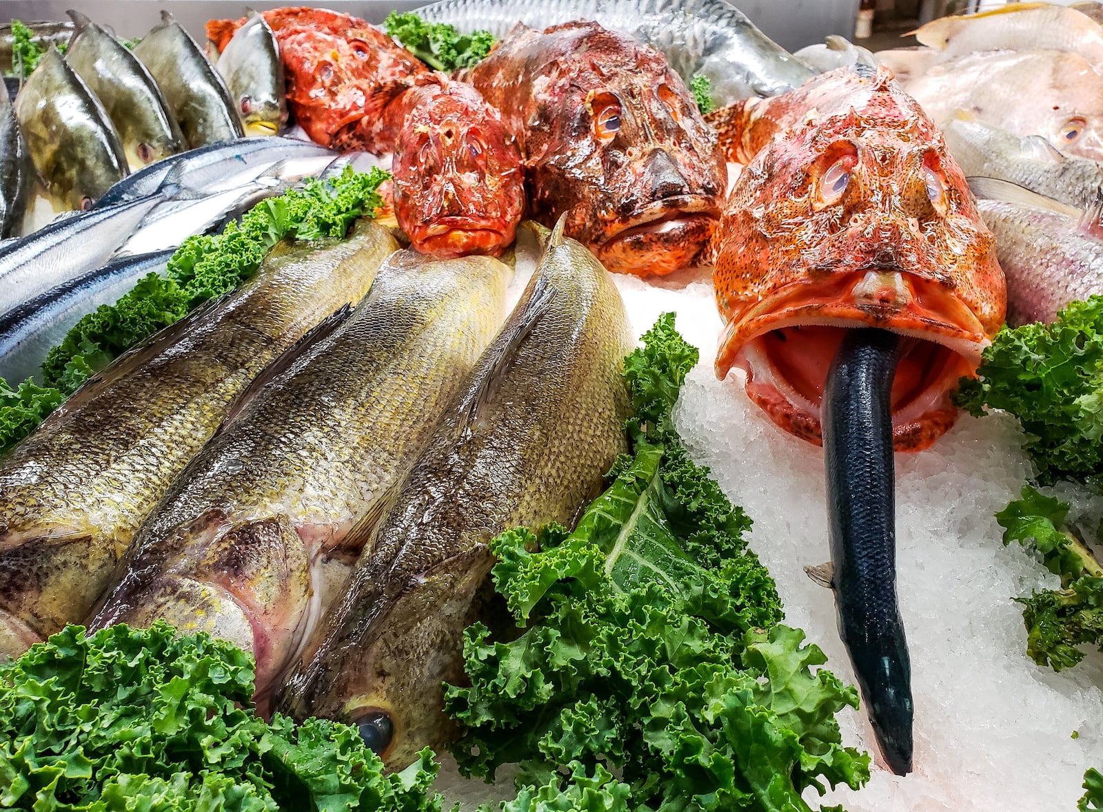 The seafood department at Jungle Jim’s International Market offers a wide variety of freshwater, saltwater and exotic species Thursday, Sept. 26, 2019 at the store’s Fairfield location. This is venomous scorpion fish one ice. Ross Carroll, seafood buyer and manager, recently brought in fresh alligator to both Fairfield and Eastgate locations. NICK GRAHAM/STAFF