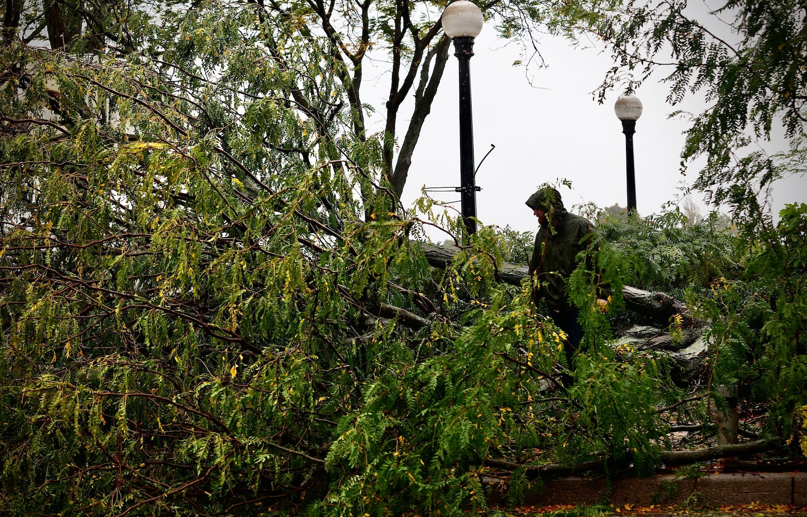 Several trees were felled during high wind and heavy rain Friday, Sept. 27, 2024, including this one at RiverScape MetroPark in downtown Dayton. MARSHALL GORBY \ STAFF