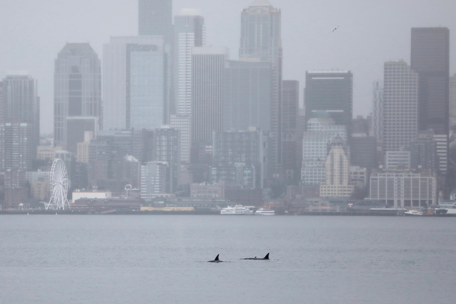 Orca whales swim in front of the Seattle skyline on Saturday, Feb. 22, 2025. (AP Photo/Manuel Valdes)