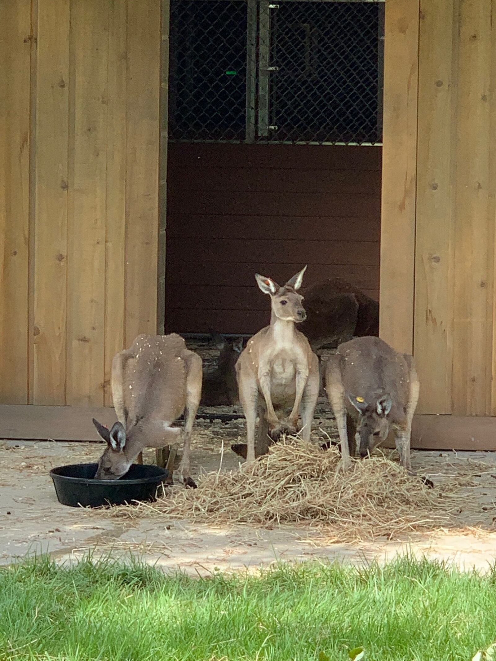 Cincinnati Zoo's new Roo Valley is a 15,000-square-foot walkabout that allows you to follow a path in an open area and see the kangaroos up close. ALEXIS LARSEN/CONTRIBUTED