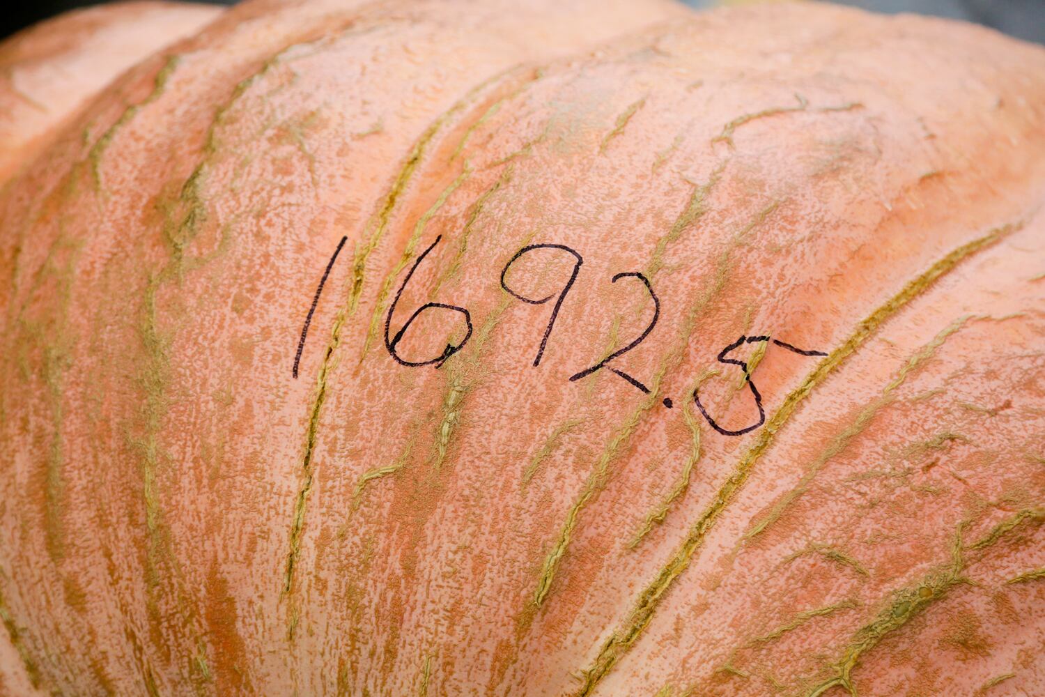 PHOTOS Operation Pumpkin through the years.