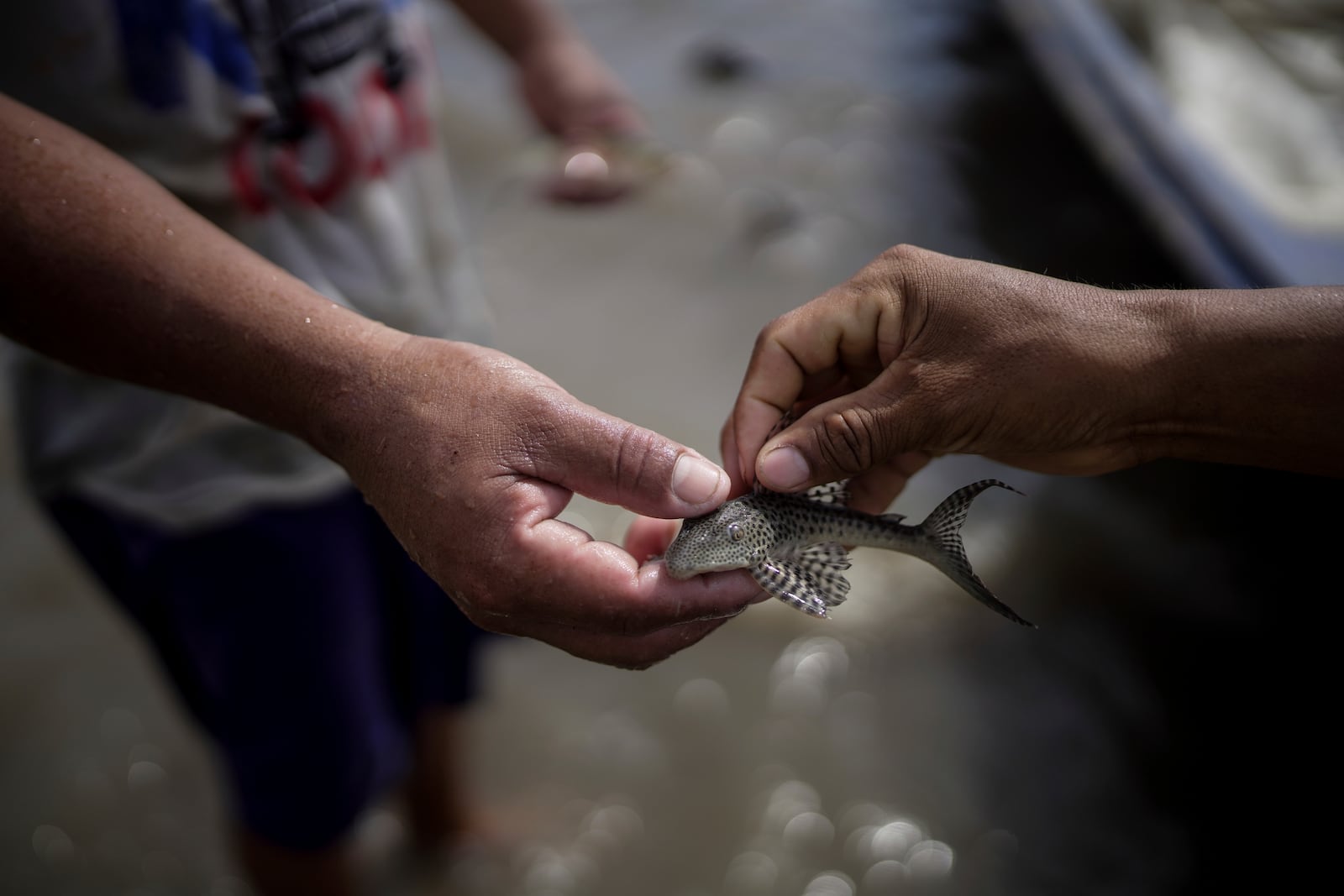 Fishermen hold an aphanotorulus unicolor, a species of catfish, they caught in the Amazon River amid a drought on the outskirts of Leticia, Colombia, Monday, Oct. 21, 2024. (AP Photo/Ivan Valencia)