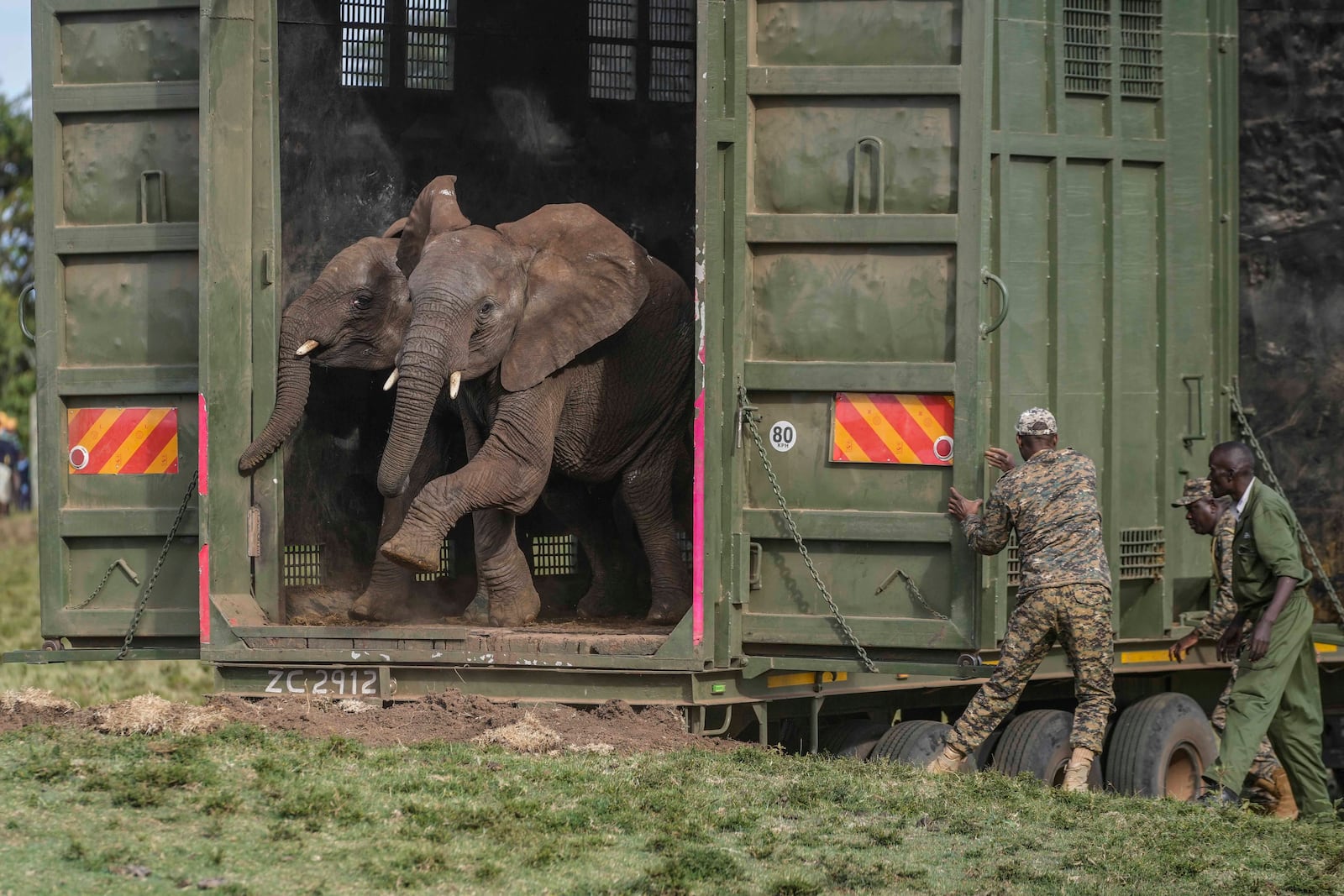 Kenya Wildlife Service rangers and capture team release five elephants at Aberdare National Park, located in central Kenya Monday, Oct. 14, 2024. (AP Photo/Brian Inganga)