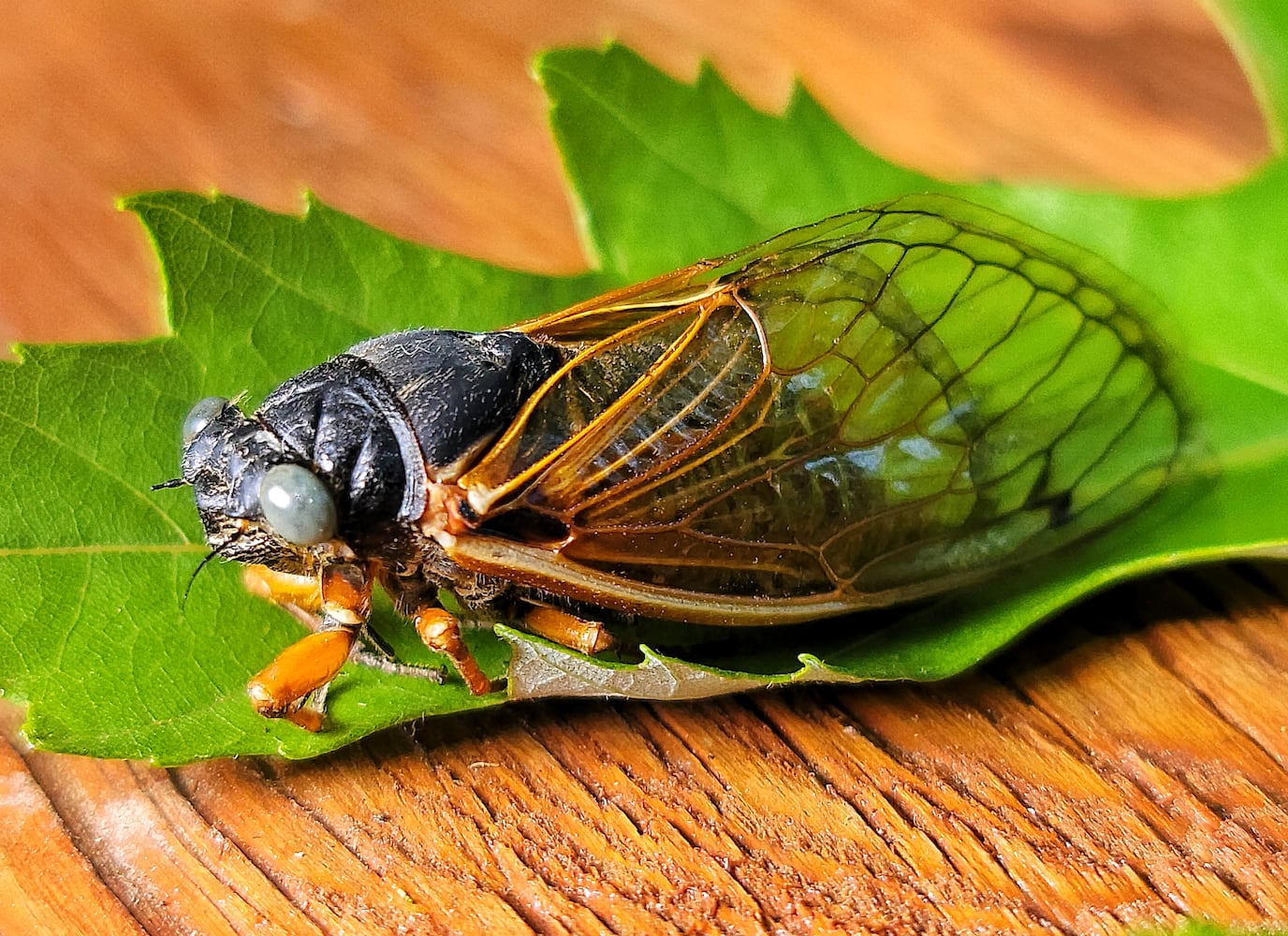 061621 blue eyed cicada