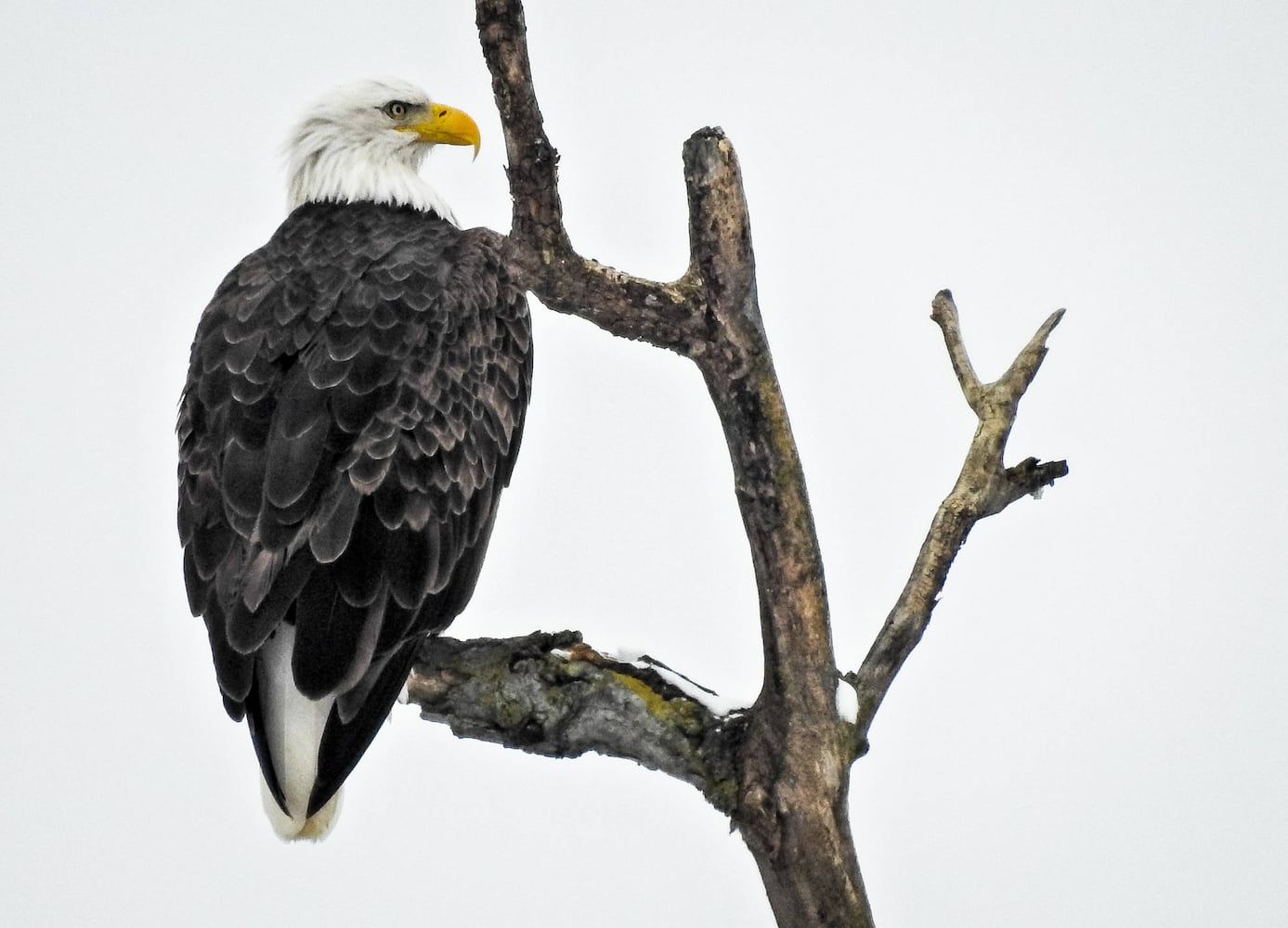 Bald Eagles in Butler County