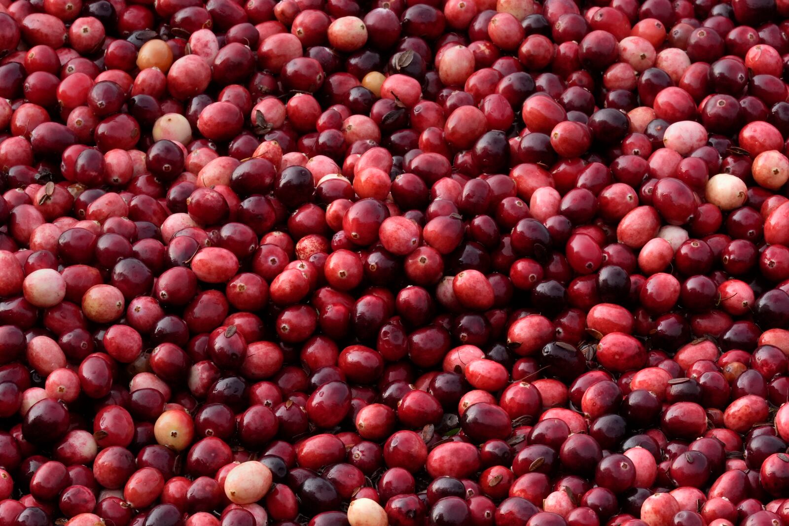 Cranberries float while being harvested at Rocky Meadow Bog, Friday, Nov. 1, 2024, in Middleborough, Mass. (AP Photo/Charles Krupa)