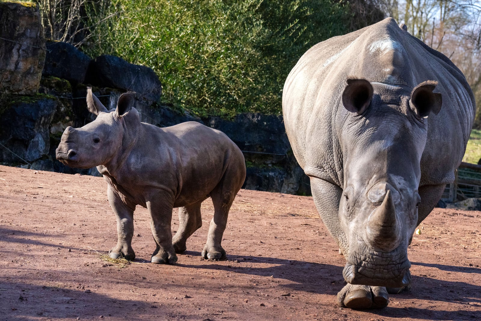 Nova, left, an endangered Southern White Rhinoceros born in January 2025, walks with her mother Elie at Paira Daiza Zoo in Brugelette, Belgium, Wednesday, Feb. 26, 2025. (AP Photo/Marius Burgelman)