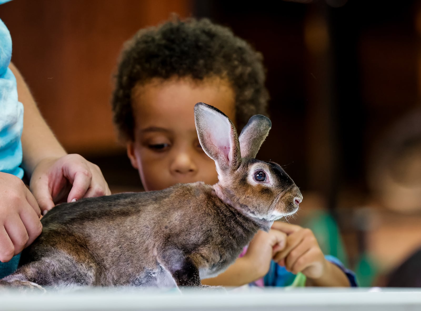 Roman, 3, shows rabbit, Pinky, with the help of his mentor Kenlee Blankenship at the Animal and Me show Friday, July 30, 2021, at the Butler County Fair in Hamilton. The Animal and Me program pairs up 4-H teen mentors with people who may not get the chance to show an animal and teaches them how to care for and show them. Animals ranged from rabbits to goats to miniature horses. NICK GRAHAM / STAFF