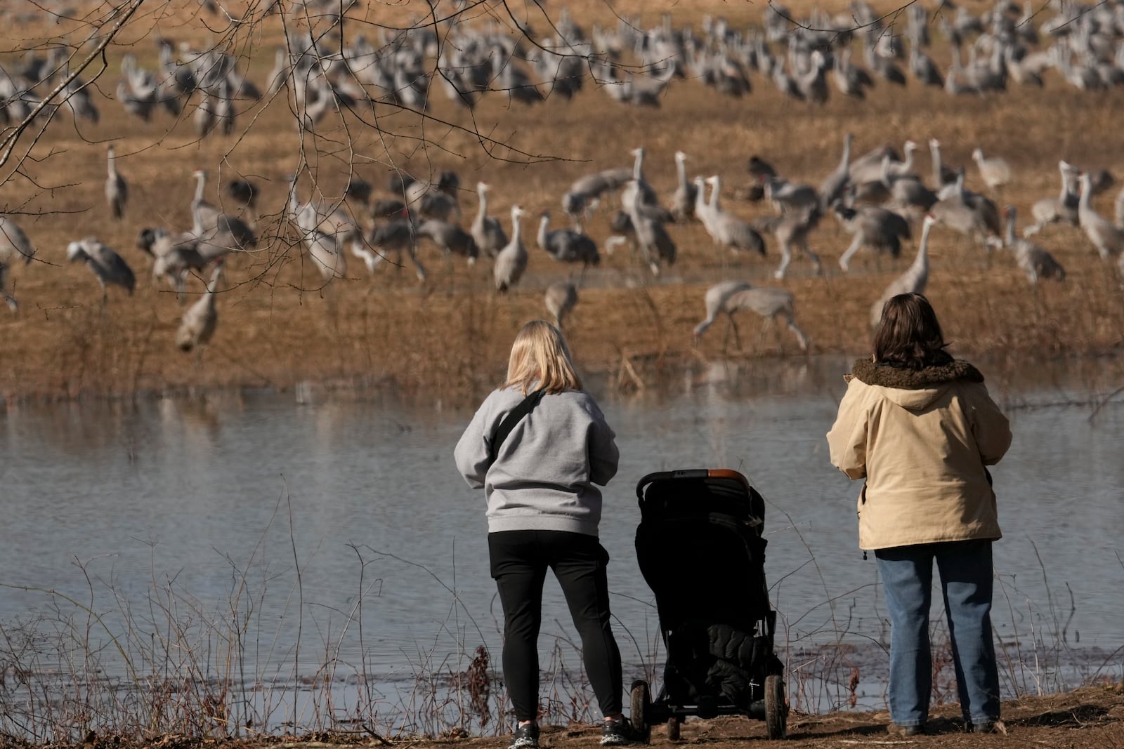 People watch sandhill cranes at the Wheeler National Wildlife Refuge, Monday, Jan. 13, 2025, in Decatur, Ala. (AP Photo/George Walker IV)