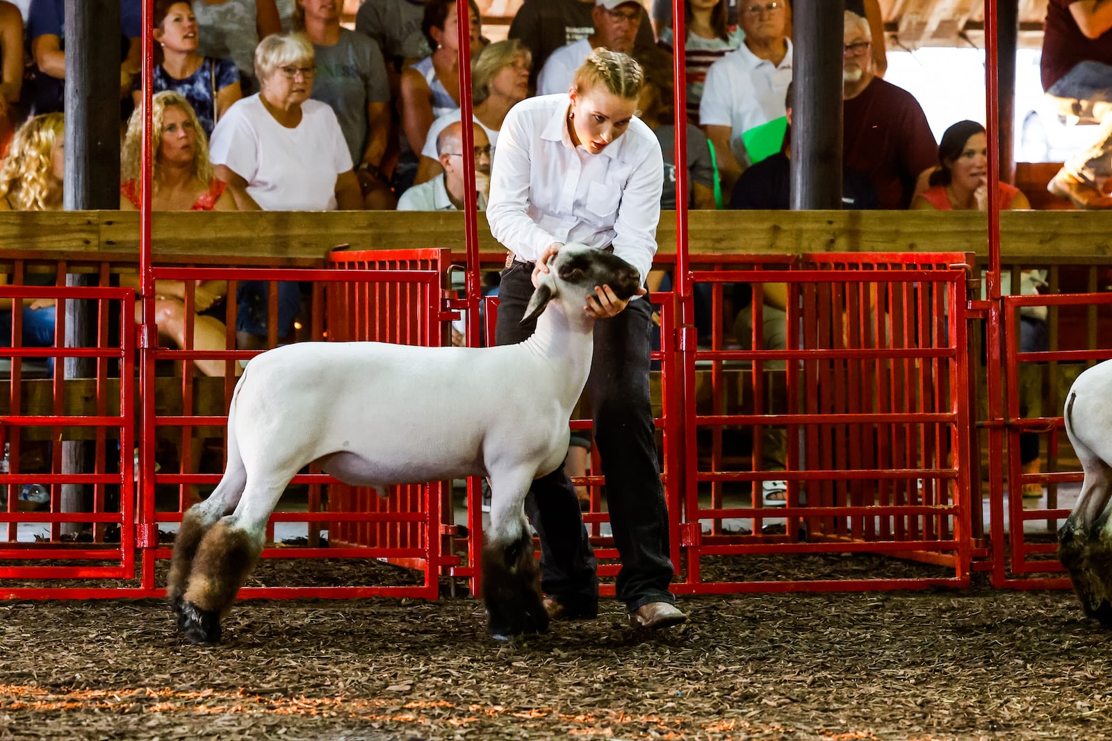 The Showman of Showmen competition ended the animal shows at the Butler County Fair Friday, July 30, 2021 in Hamilton. NICK GRAHAM / STAFF