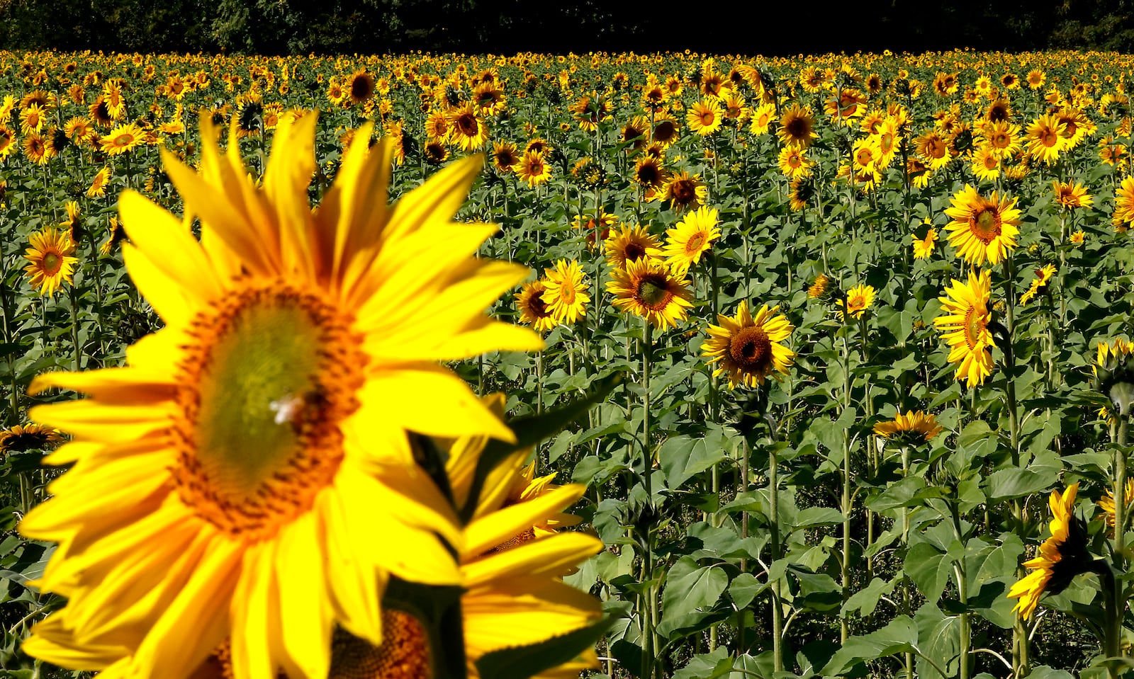 The Yellow Springs sunflower field is in bloom Monday, Oct. 2, 2023. The 10 acre field of bright yellow flowers along U.S. 68 north of Yellow Springs has become a tourist attraction with people traveling from all over the area to take pictures of the sunflowers. BILL LACKEY/STAFF