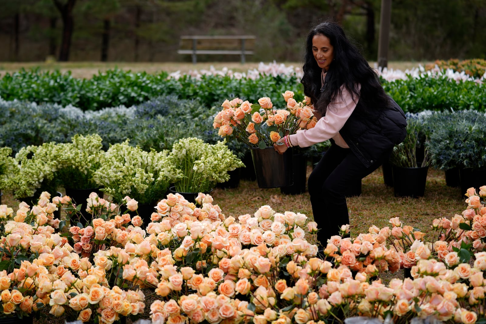 Volunteer Paula Berard sets down a bucket of flowers during a Valentine's Day Widow Outreach Project event, Thursday, Feb. 13, 2025, in Charlotte, N.C. (AP Photo/Erik Verduzco)