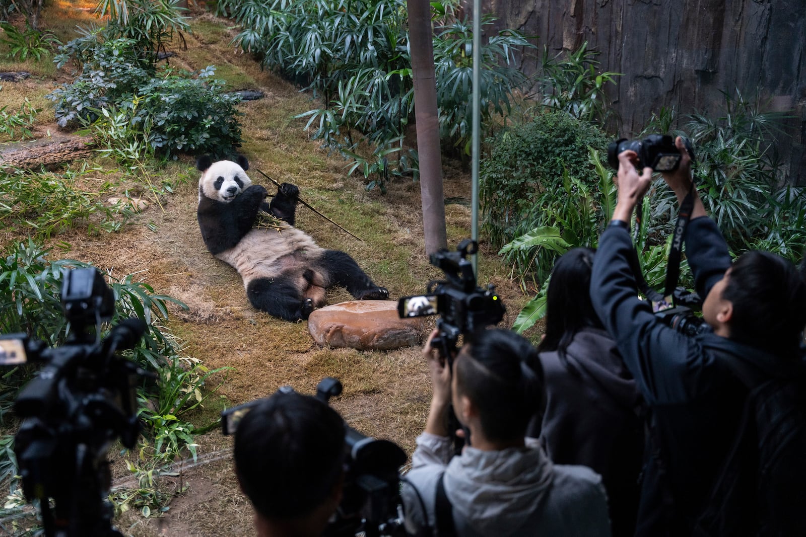 The Beijing-gifted giant panda An An makes his debut appearance to media in Ocean Park during a preview event in Hong Kong, Monday, Dec. 2, 2024. (AP Photo/Chan Long Hei)