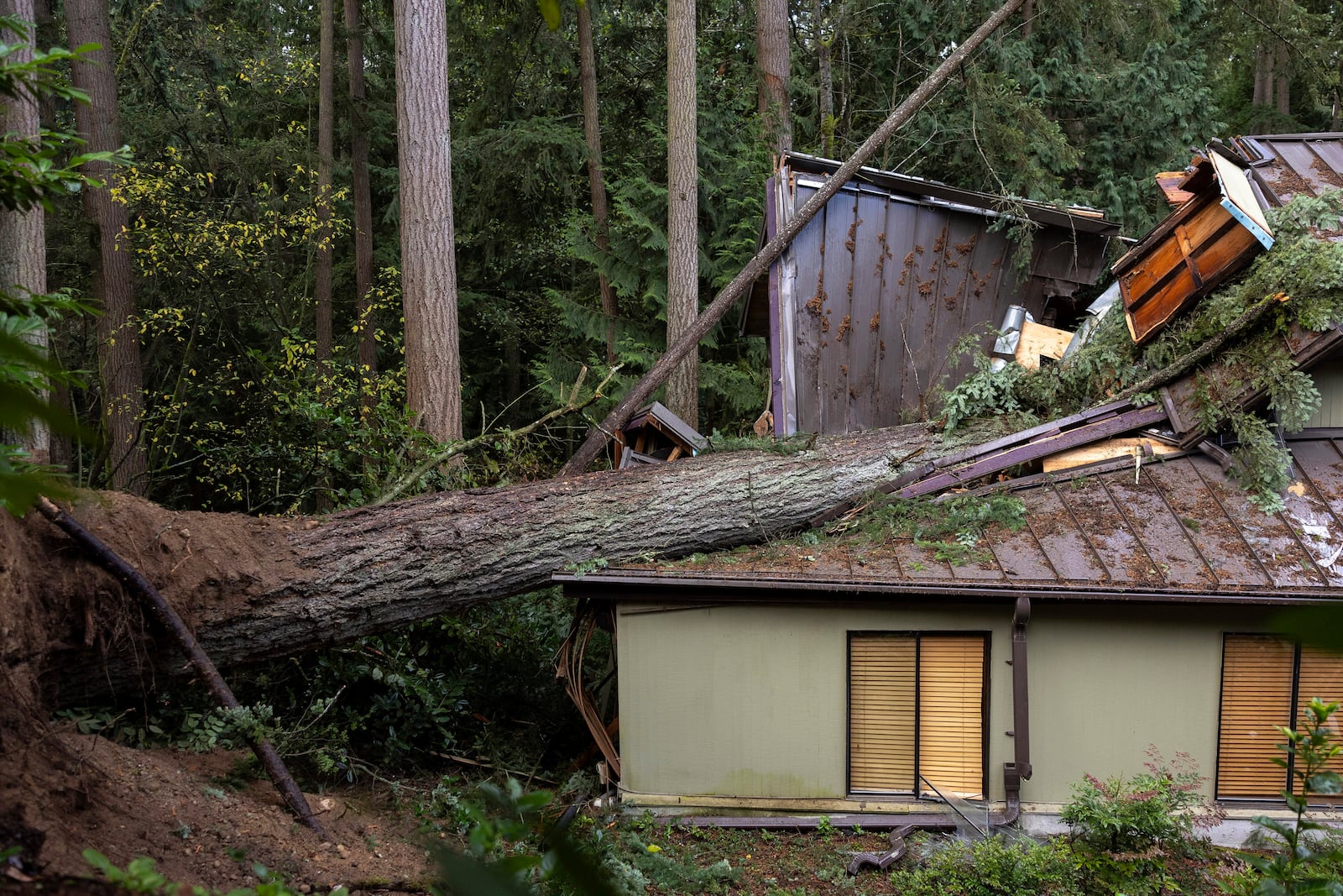 A woman was killed after a tree fell on her home during Tuesday night's "bomb cyclone" in severe weather in Bellevue, Wash. (Nick Wagner/The Seattle Times via AP)