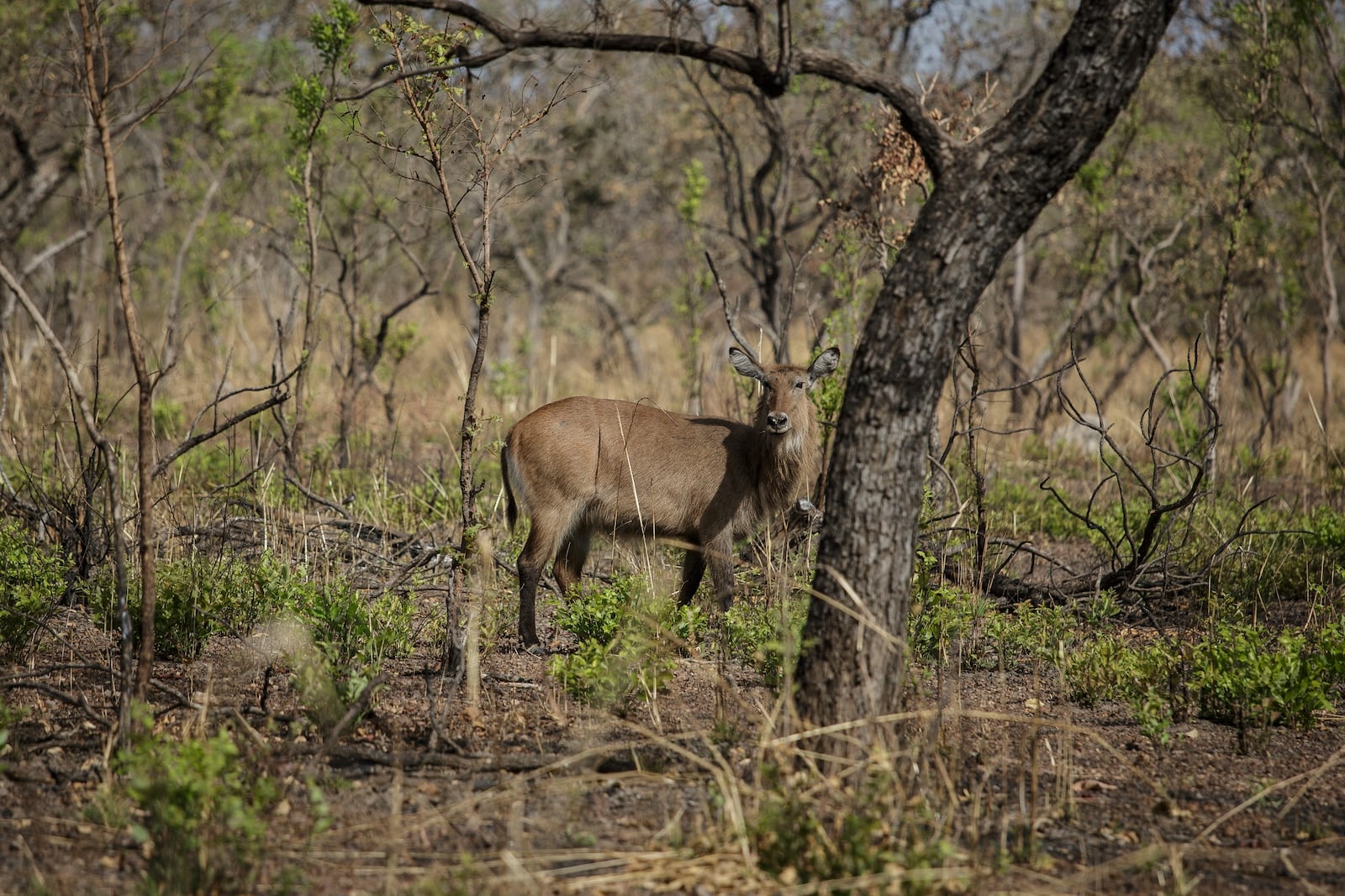 A waterbuck grazes at Niokolo Koba National Park, Senegal on Tuesday, Jan. 14, 2025. (AP Photo/Annika Hammerschlag)