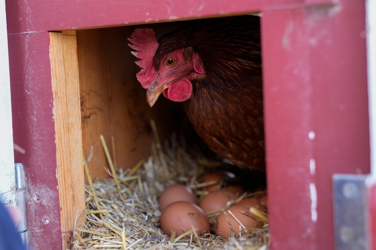 A Red Star hen, a hybrid breed that lays large brown eggs, sits on eggs inside her coop at Historic Wagner Farm, Friday, Feb. 7, 2025, in Glenview, Ill. (AP Photo/Erin Hooley)