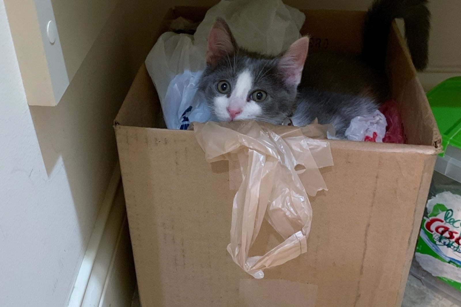 Pip playing in the box of recycled plastic bags. KARIN SPICER / CONTRIBUTED