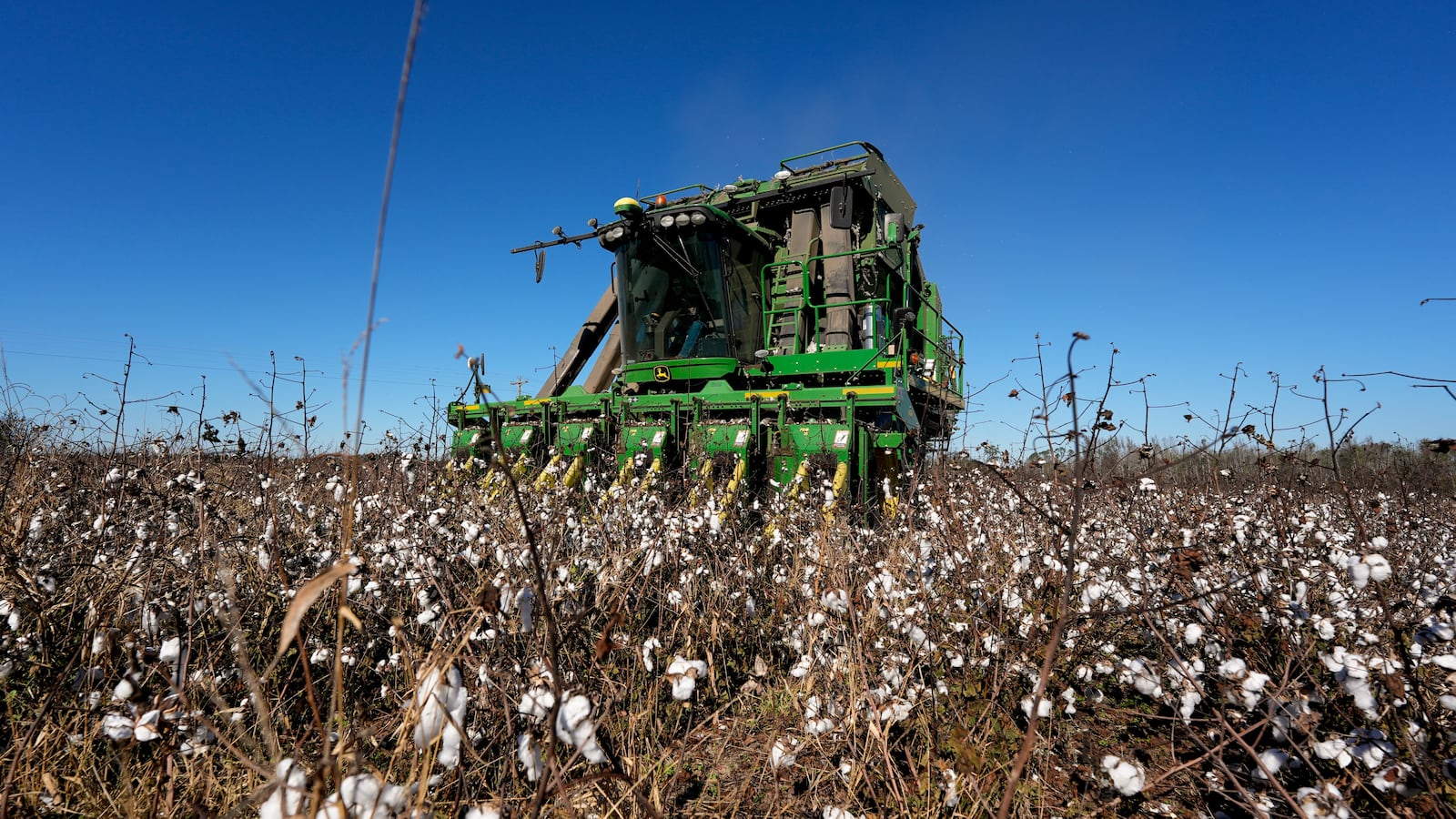 A cotton picker moves through Chris Hopkins' cotton field, Friday, Dec. 6, 2024, near Lyons, Ga. (AP Photo/Mike Stewart)