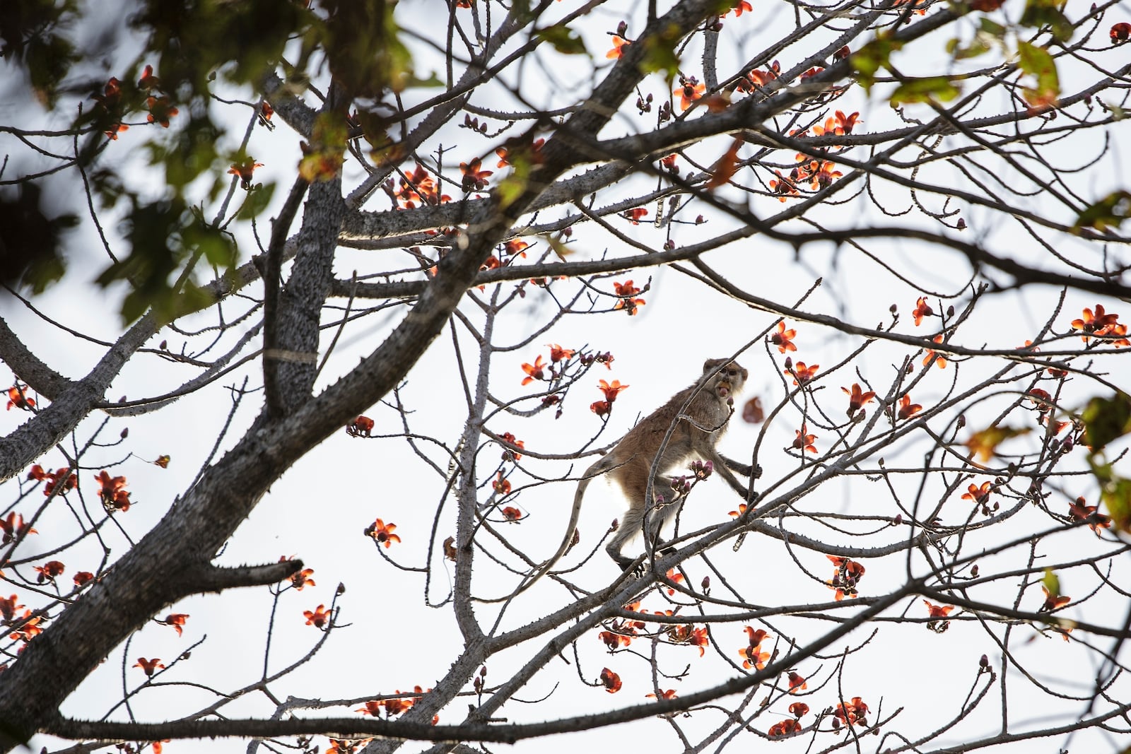 A monkey climbs a tree at Niokolo Koba National Park, Senegal on Tuesday, Jan. 15, 2025. (AP Photo/Annika Hammerschlag)