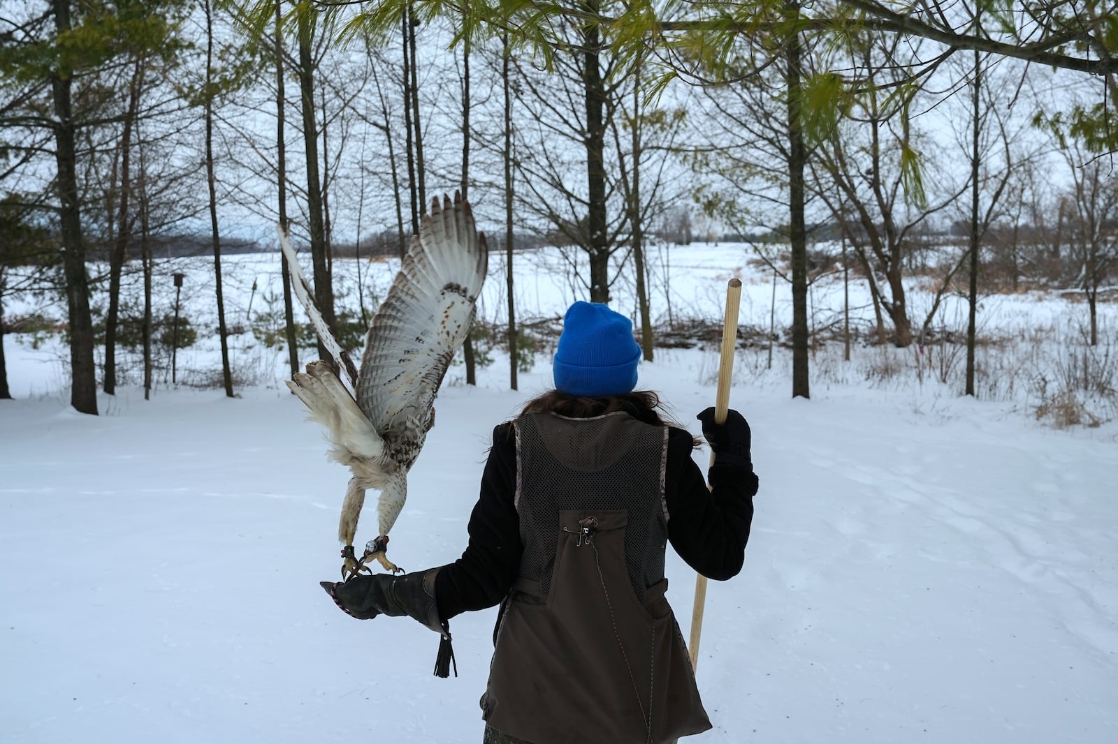 Stephanie Stevens walks toward a field with her hunting hawk Alexie Echo-Hawk on Friday, Feb. 14, 2025, in Greenleaf, Wis. (AP Photo/Joshua A. Bickel)