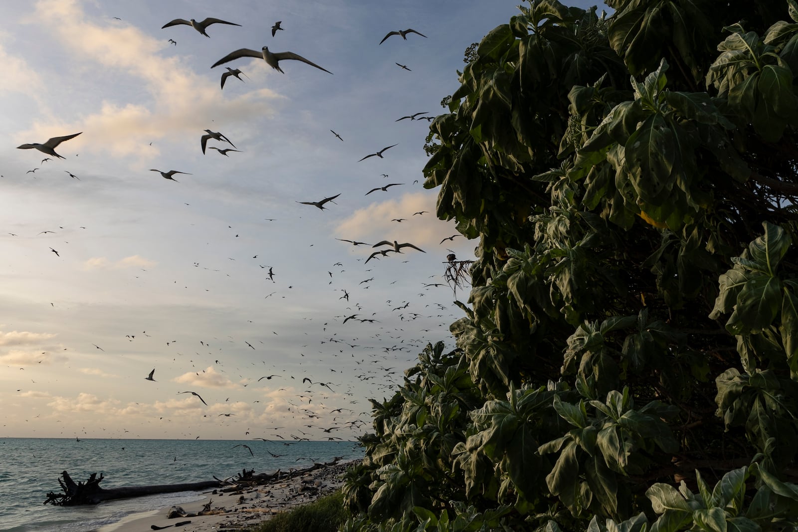 Bridled terns fly over Helen Island, Palau, on July 17, 2024. (AP Photo/Yannick Peterhans)