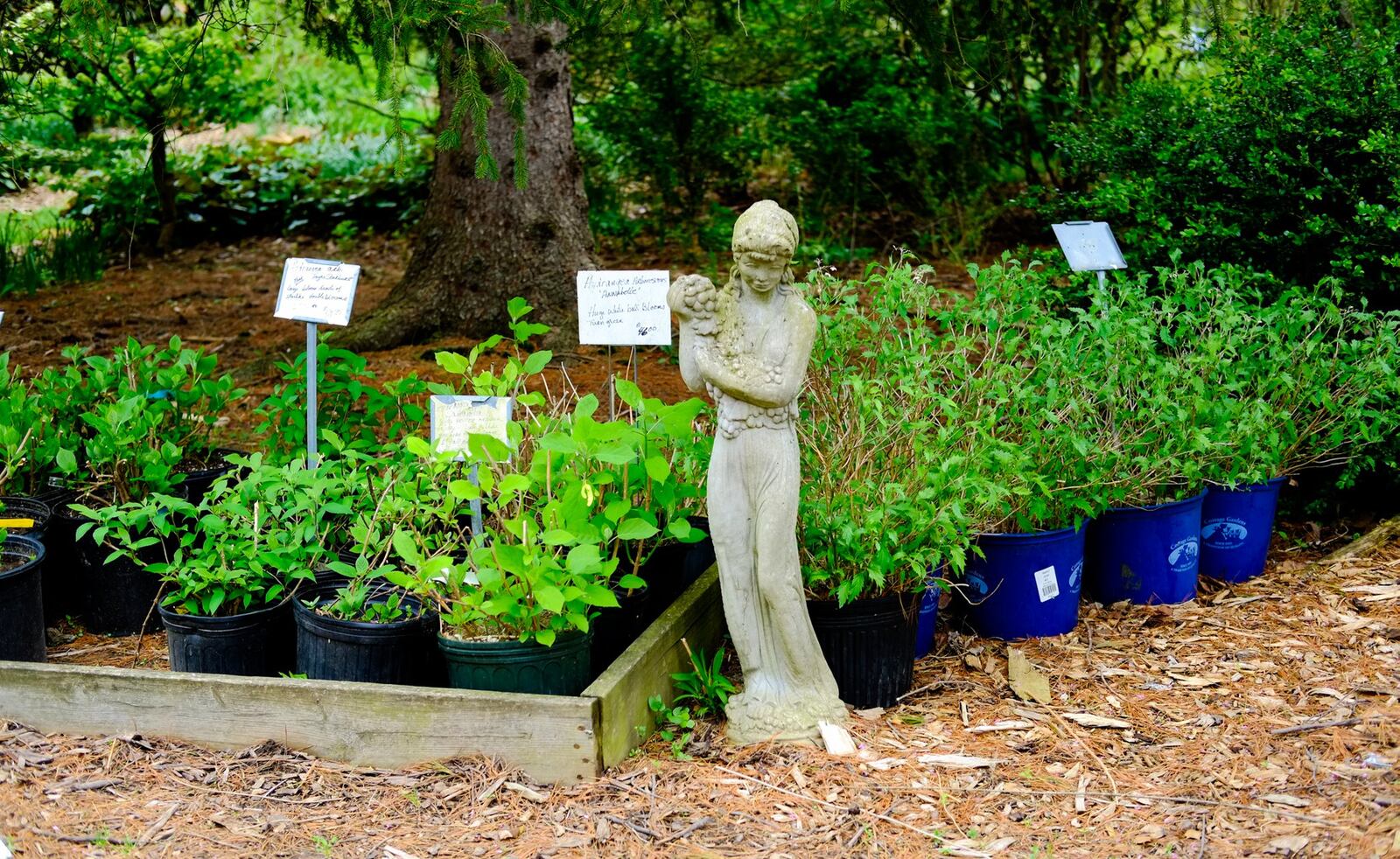 Mary's Plant Farm & Landscaping is a family business that was started 41 years ago and is still run by owner Mary Harrison, who is 95 years old.