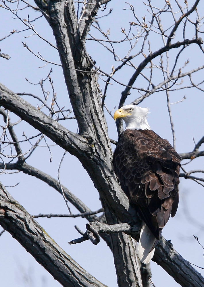 Bald Eagles in Butler County